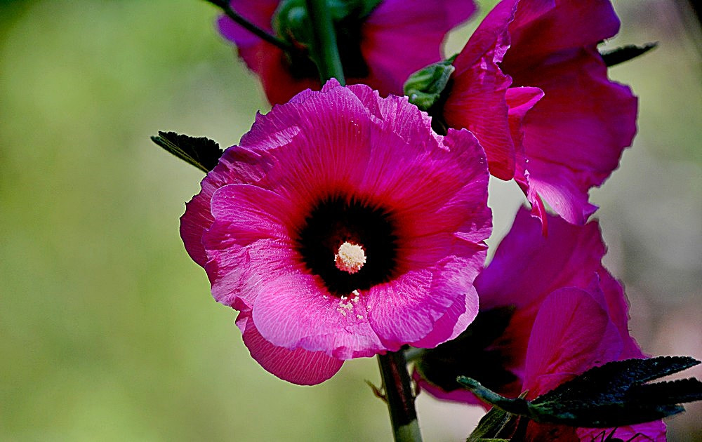 Sigma 70-300mm F4-5.6 APO Macro Super II sample photo. Althaea rosea - gülhatmi photography