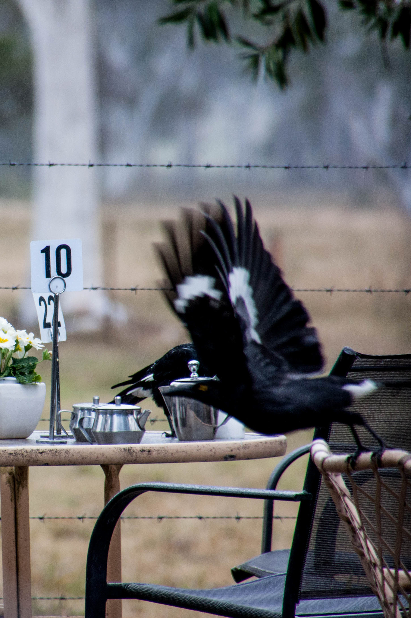 Canon EOS 450D (EOS Rebel XSi / EOS Kiss X2) sample photo. Magpie at table 10 photography