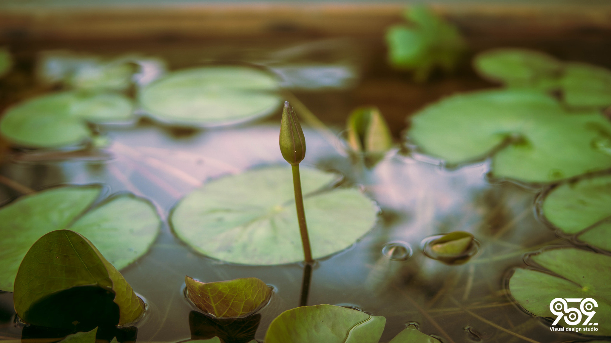 E 30mm F1.4 sample photo. 菩提本无树 photography