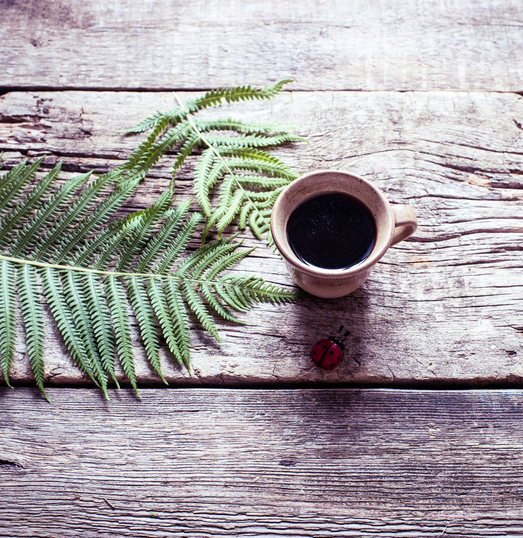 Nikon D800E + Nikon AF-S Nikkor 35mm F1.4G sample photo. Coffee and fern leaves photography