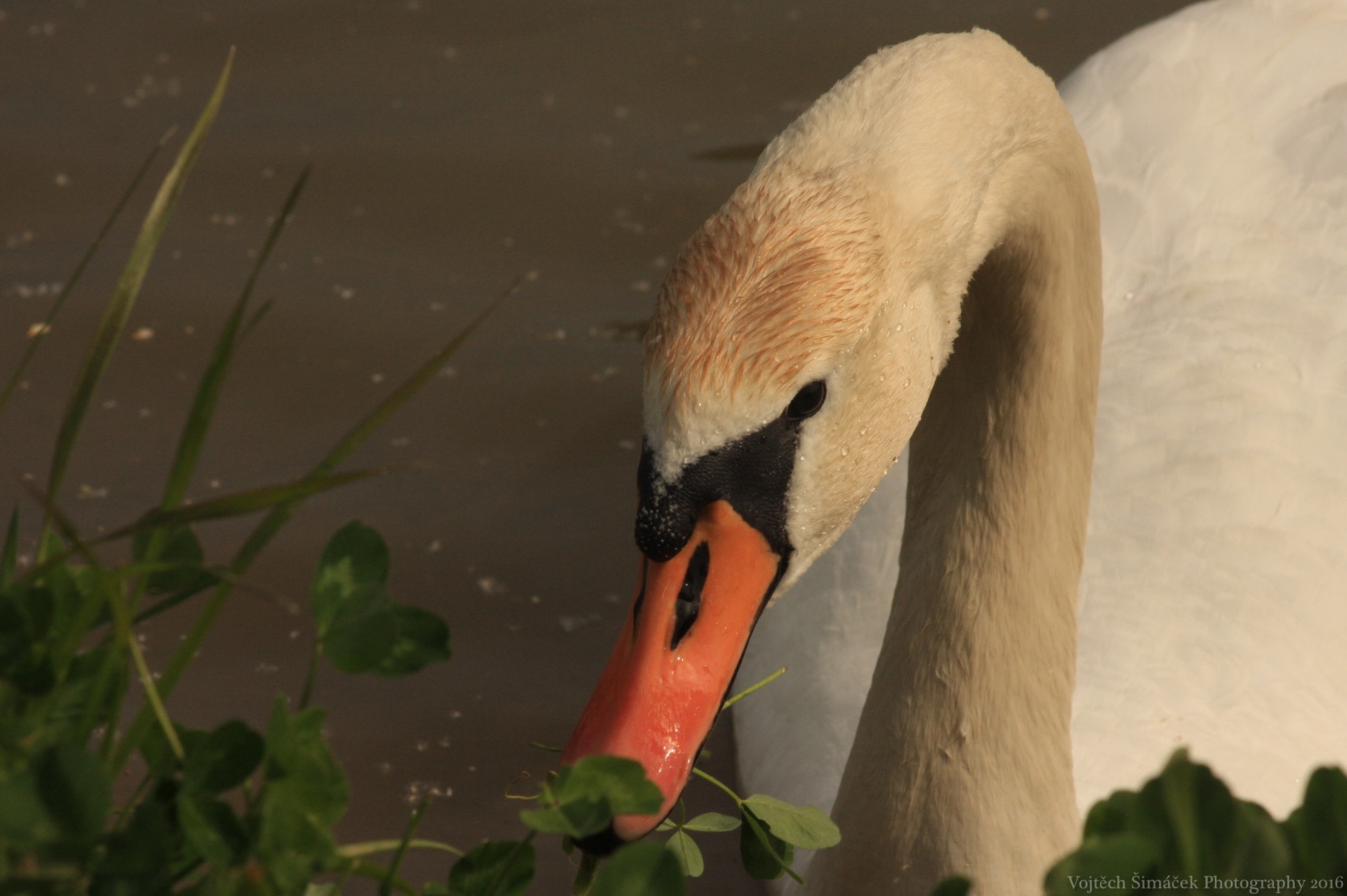 Canon EF 75-300mm f/4-5.6 USM sample photo. Swan photography