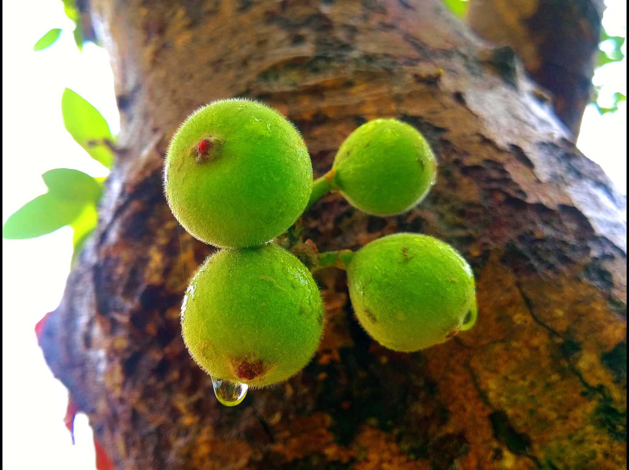 Nokia Lumia 730 Dual SIM sample photo. Sycamore figs photography