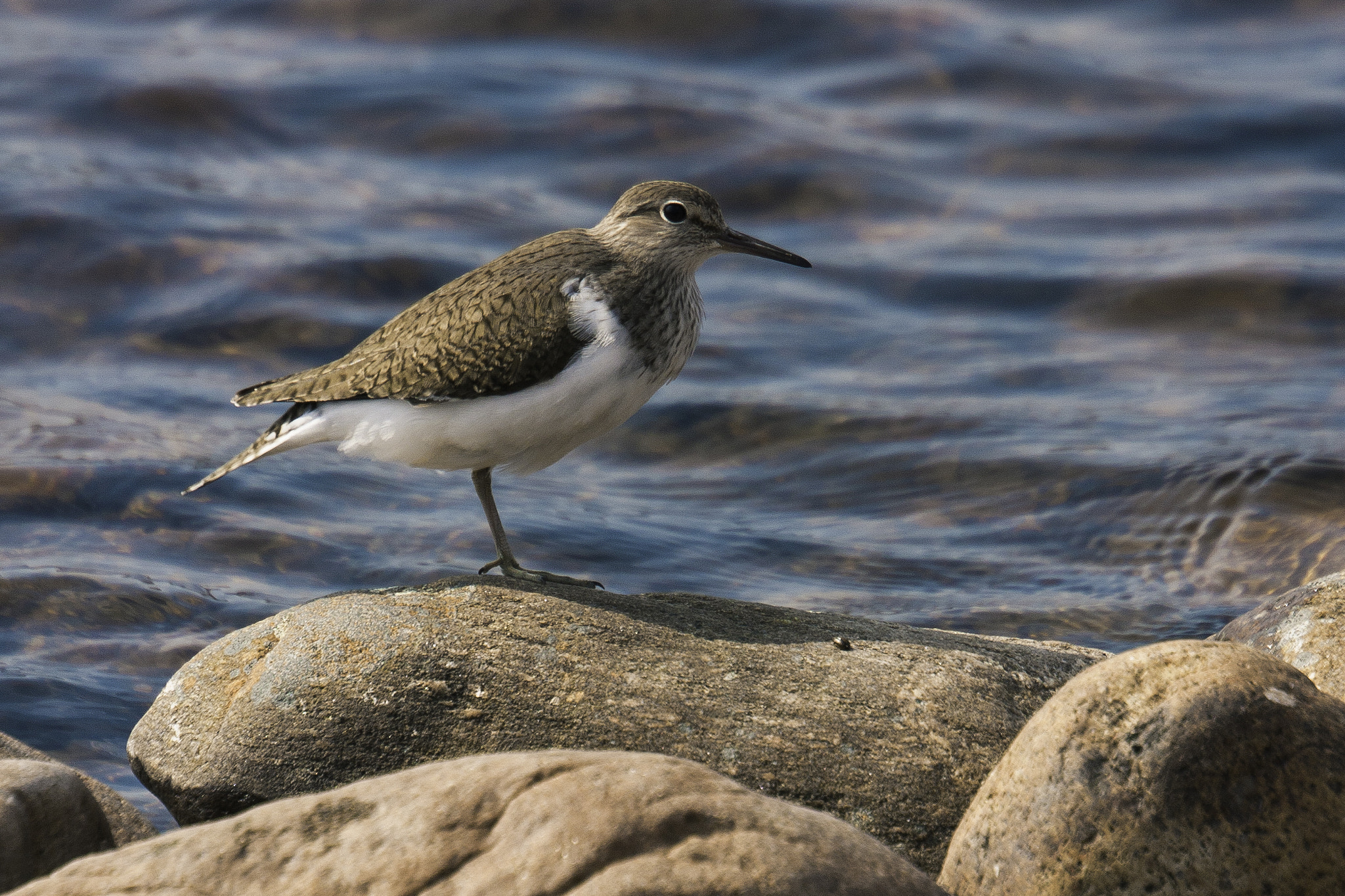 Canon EOS 40D + Canon EF 70-300mm F4.5-5.6 DO IS USM sample photo. Common sandpiper photography