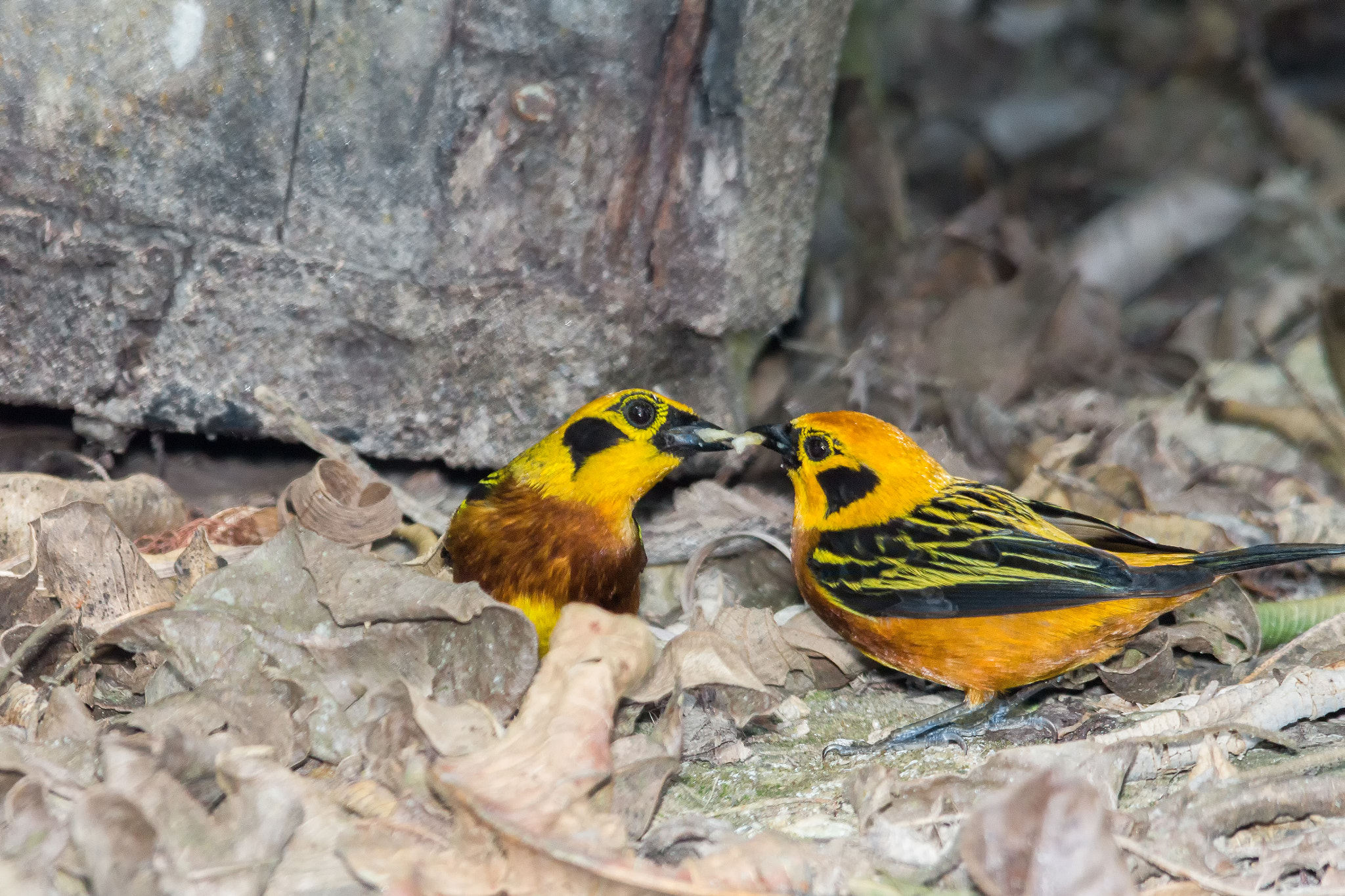 Sigma 150-500mm F5-6.3 DG OS HSM sample photo. Golden tanager (tangara arthus arthus) photography