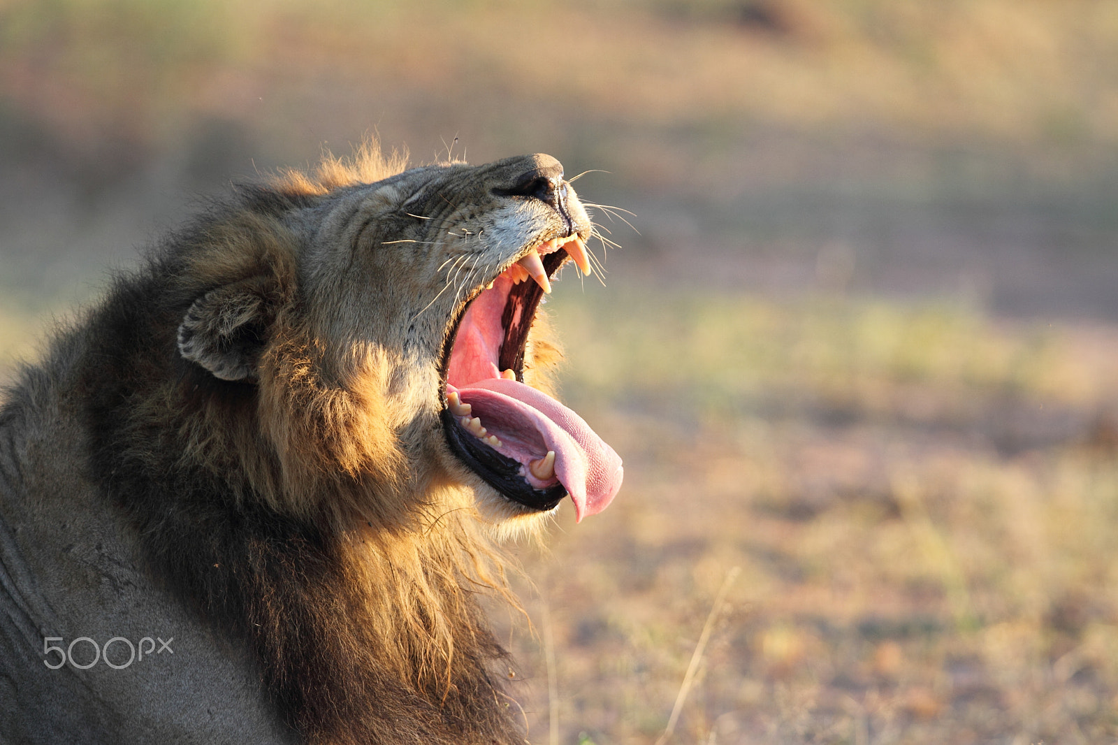 Canon EOS 7D + Canon EF 300mm F2.8L IS USM sample photo. Lion yawn photography