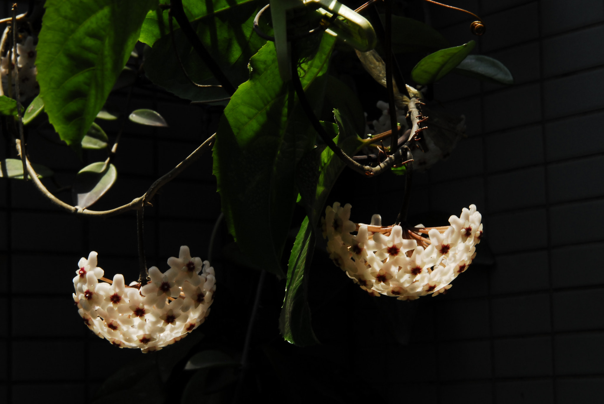 Nikon D200 sample photo. 球兰花 no720 photography