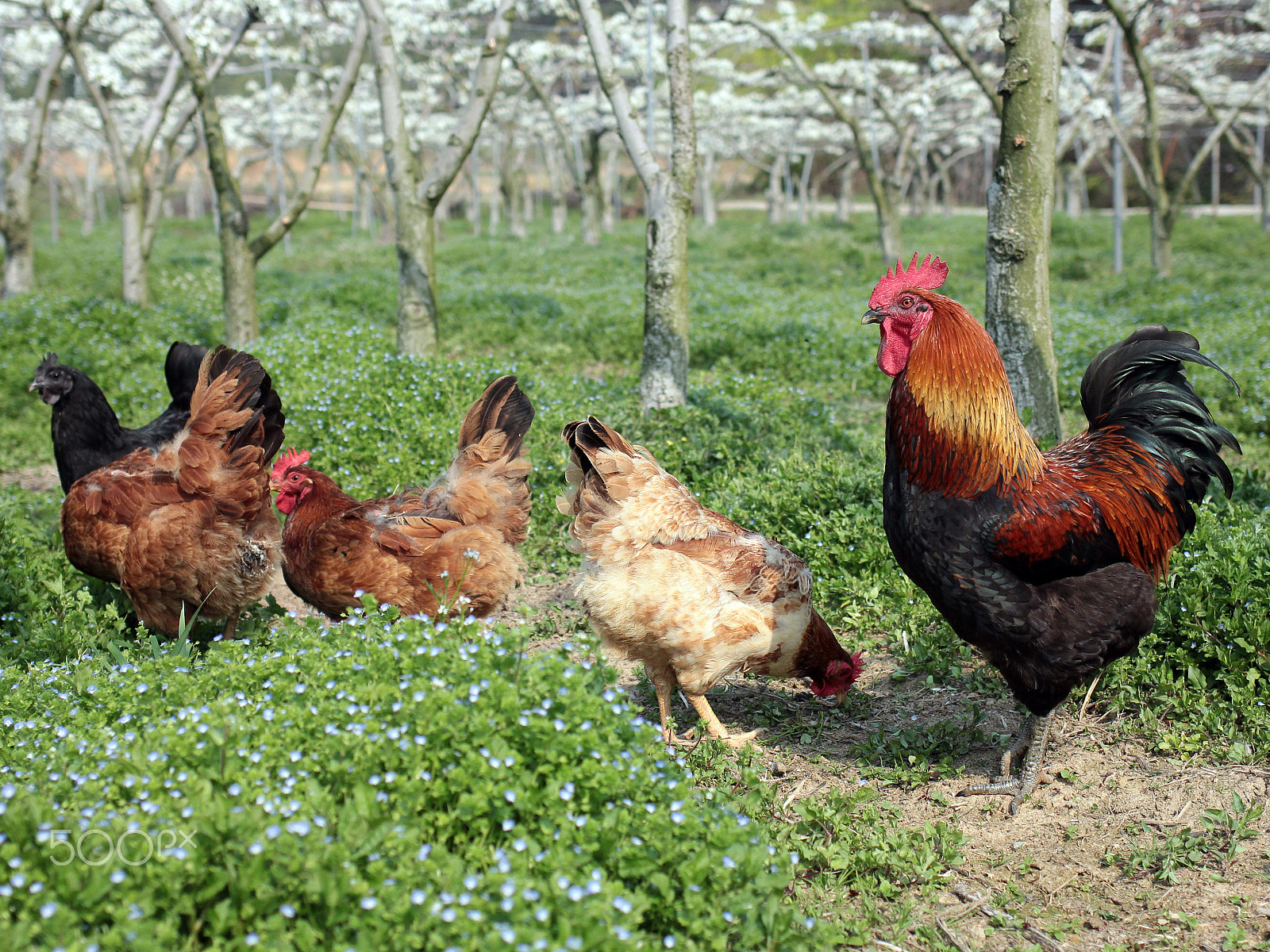 Canon EOS 60D + Canon EF 35mm F2 IS USM sample photo. A family at the pear orchard photography