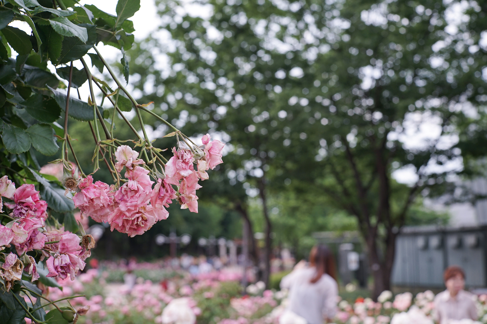 0mm F0 SAM sample photo. Wilting roses photography
