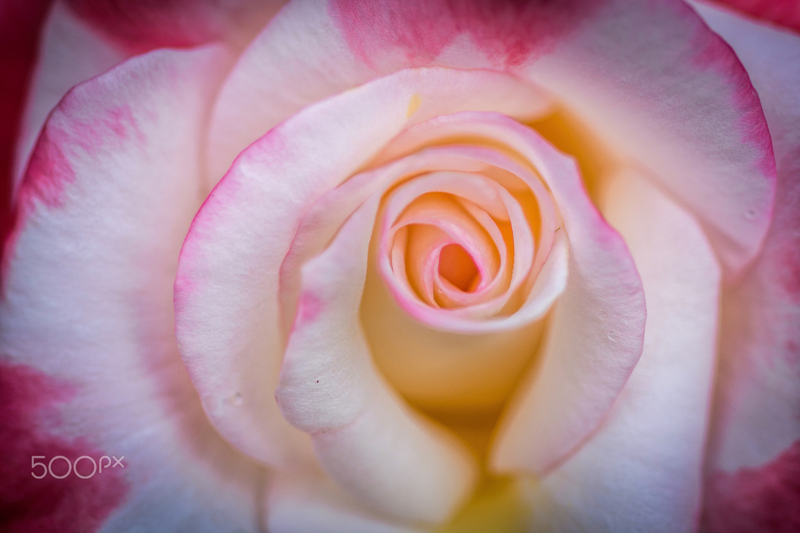 Nikon D7200 + Nikon AF Micro-Nikkor 60mm F2.8D sample photo. Swirls of a rose photography