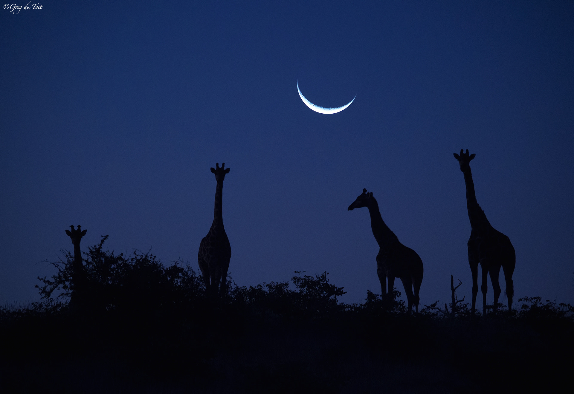 Nikon D4S sample photo. Giraffe twilight photography