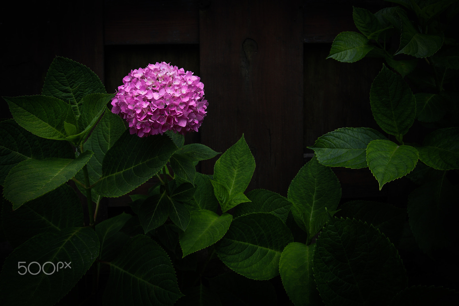 Canon EOS M3 + Canon EF 16-35mm F4L IS USM sample photo. Hydrangea photography