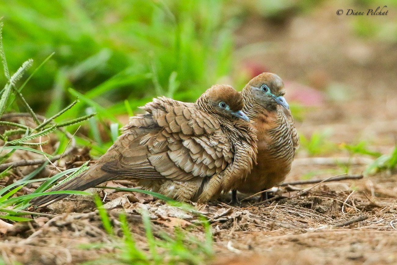 Canon EF 300mm F2.8L IS II USM sample photo. Hawaiian lovers photography