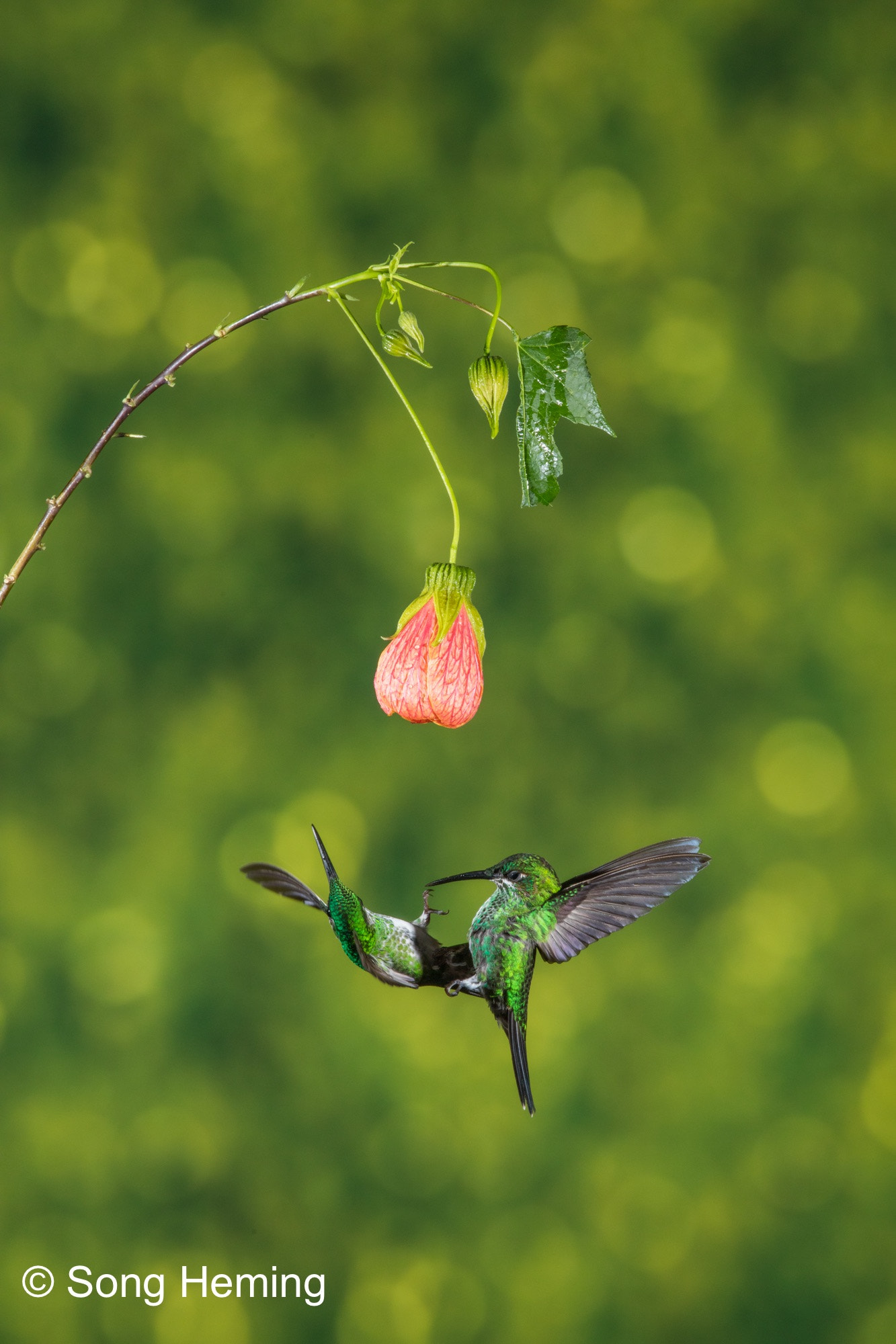 Canon EF 300mm F2.8L IS II USM sample photo. Hummingbirds fighting photography