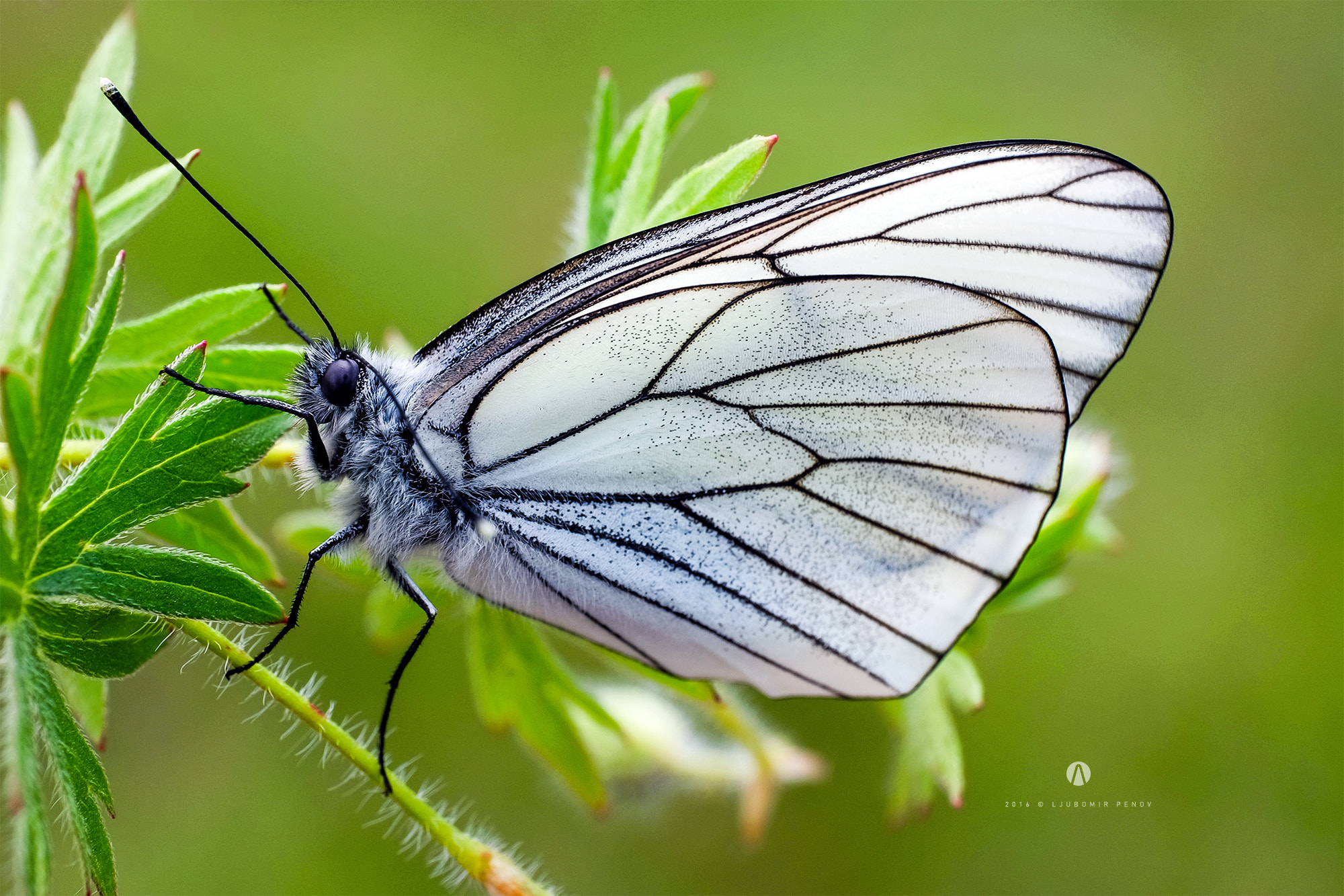 Fujifilm X-T1 + ZEISS Touit 50mm F2.8 sample photo. White butterfly photography