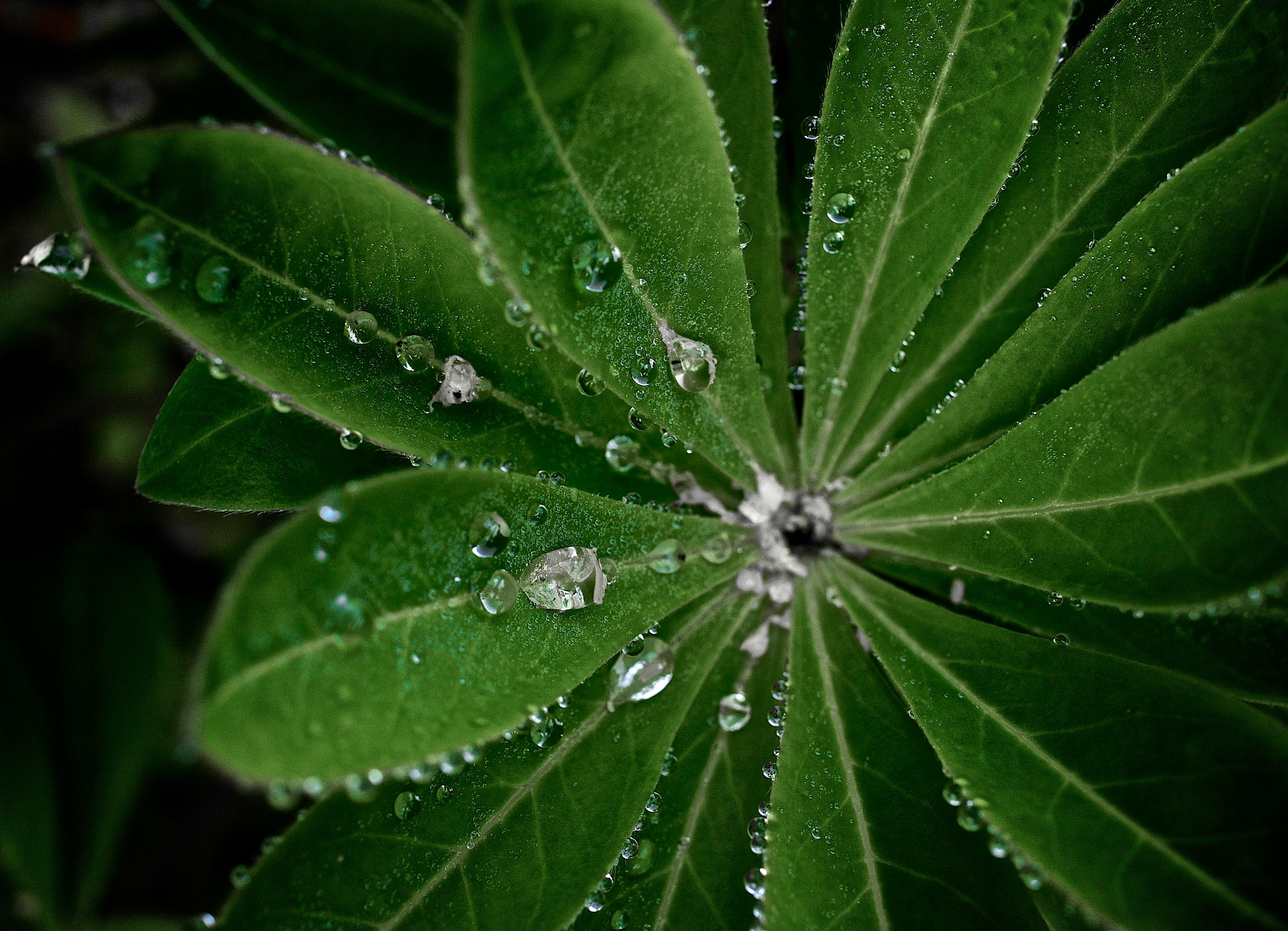 Pentax smc DA 35mm F2.8 Macro Limited sample photo. Drops & leaves photography