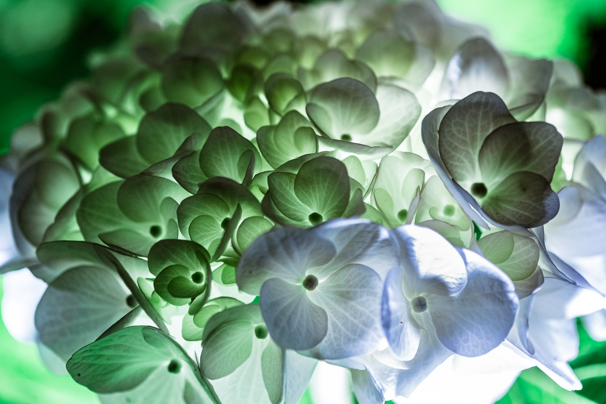 Fujifilm X-Pro2 + Fujifilm XF 60mm F2.4 R Macro sample photo. Hydrangea photography