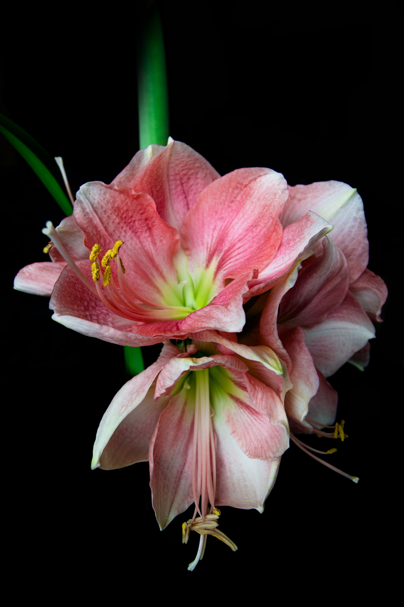 Canon EOS 1100D (EOS Rebel T3 / EOS Kiss X50) + Canon EF-S 10-18mm F4.5–5.6 IS STM sample photo. Pink amaryllis hippeastrum photography