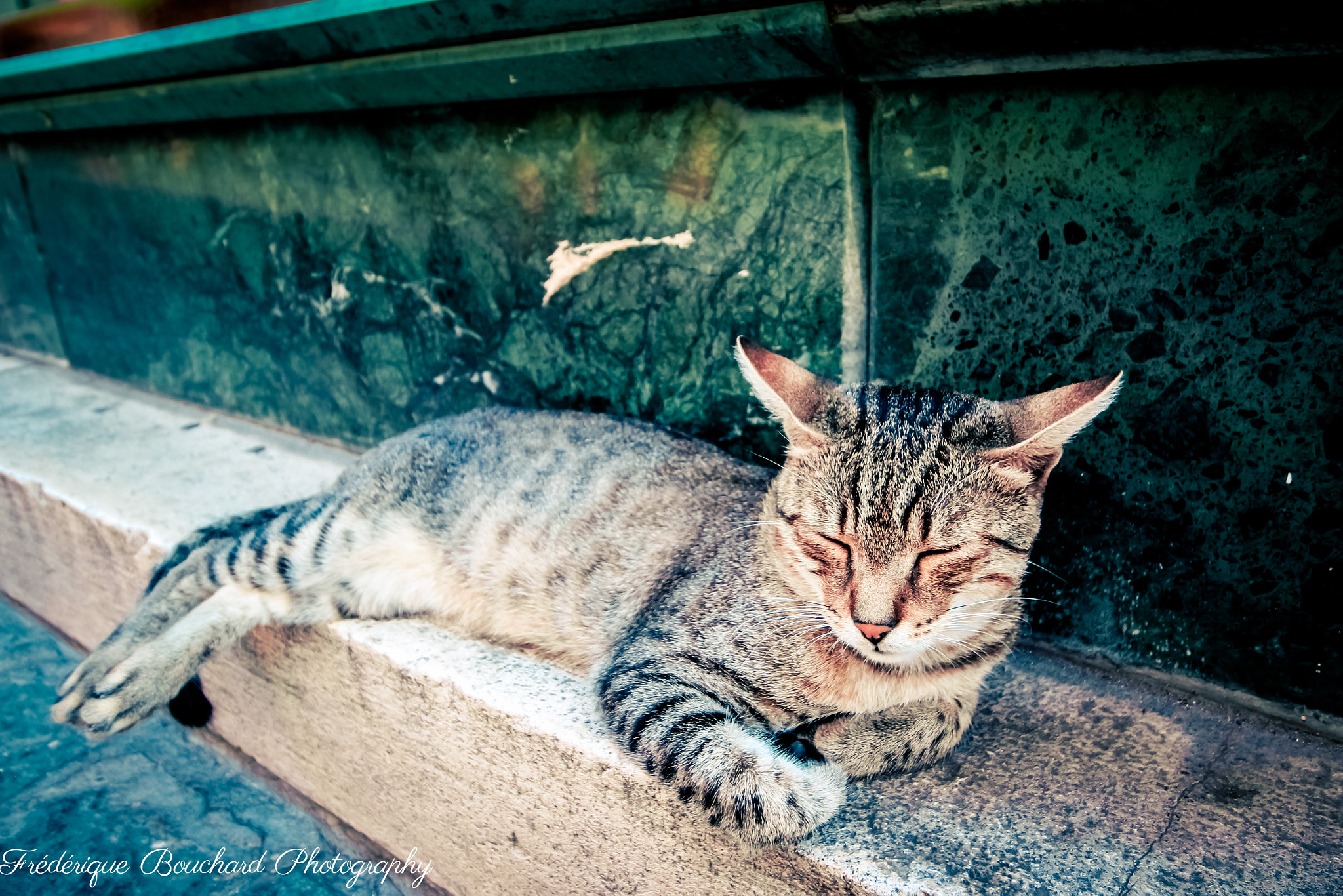Canon EOS 600D (Rebel EOS T3i / EOS Kiss X5) + Canon EF-S 10-18mm F4.5–5.6 IS STM sample photo. Cat nap photography
