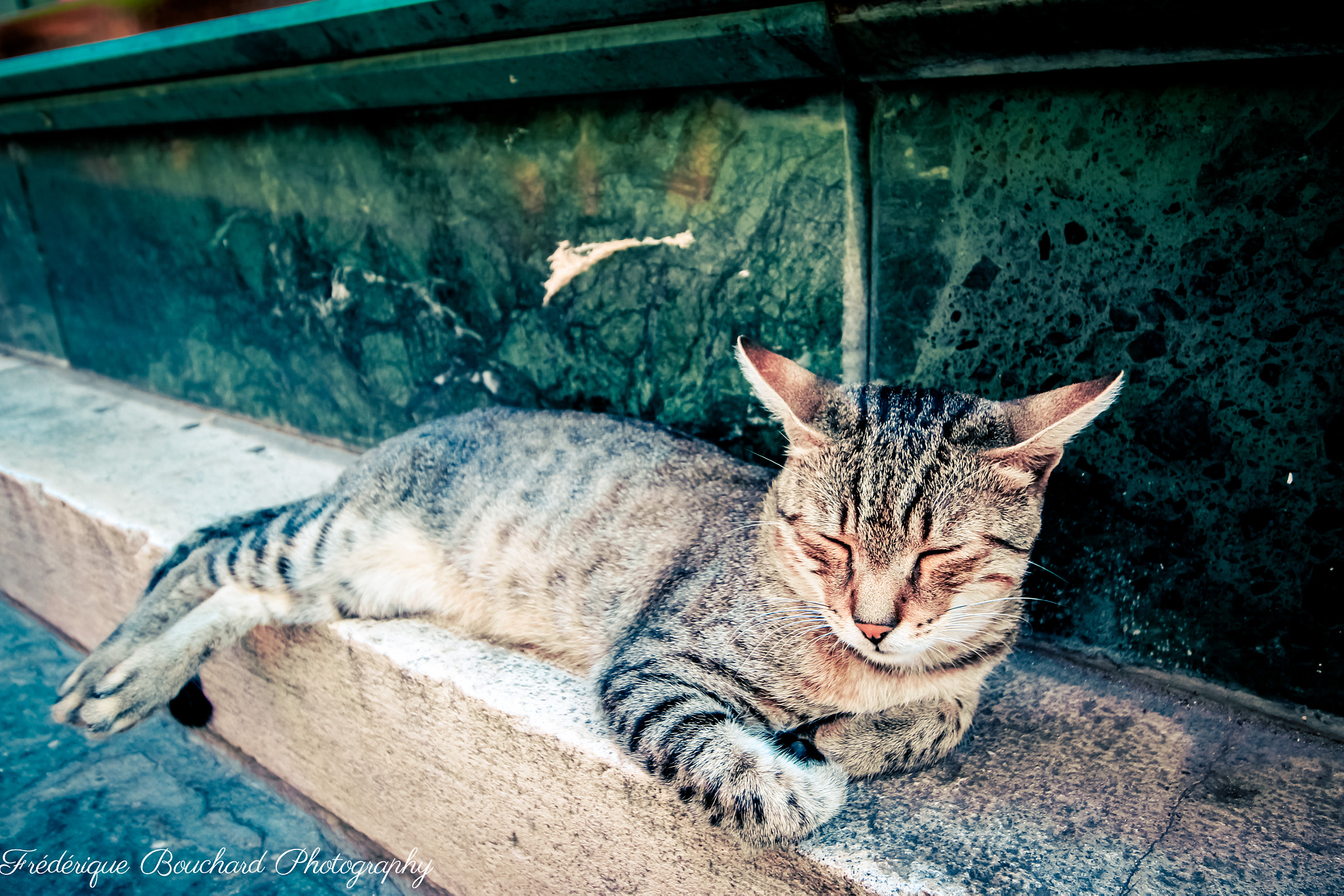 Canon EF-S 10-18mm F4.5–5.6 IS STM sample photo. Cat nap photography