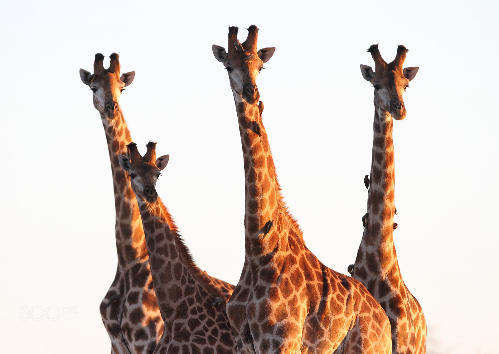 Canon EOS 7D + Canon EF 300mm F2.8L IS USM sample photo. Giraffe standing tall photography