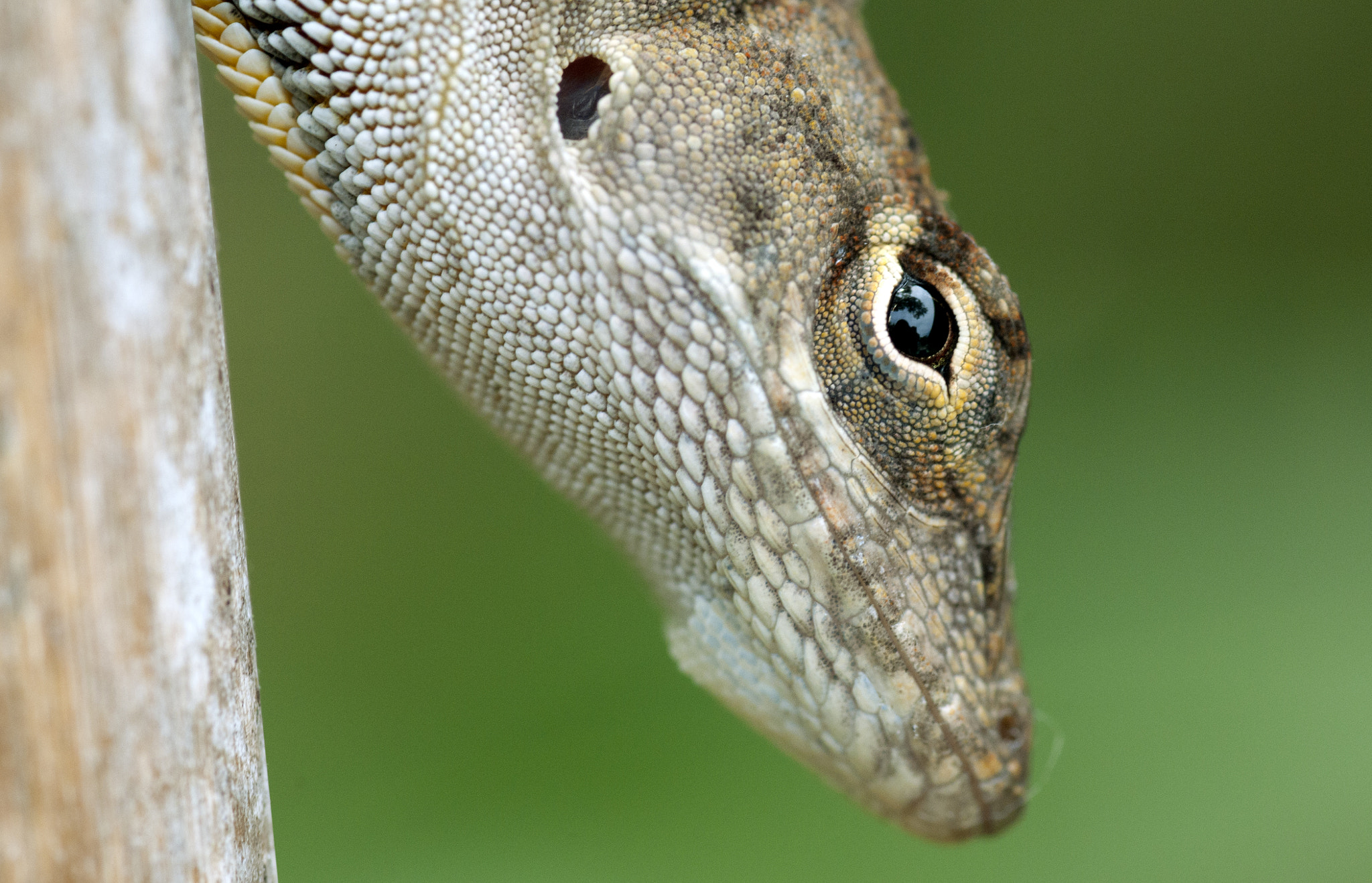 Nikon D300S sample photo. Brown anole (anolis sagrei) photography