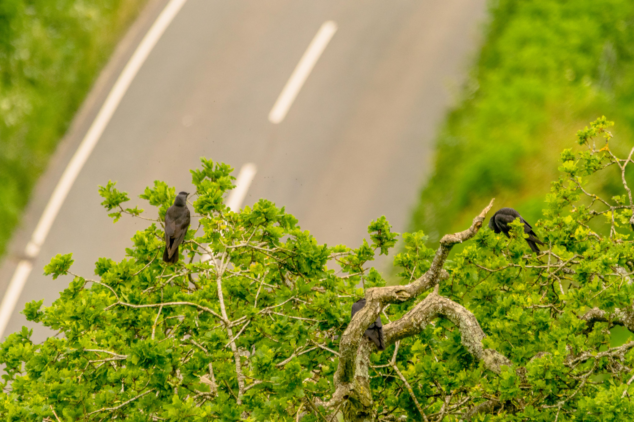 Sigma 150-500mm F5-6.3 DG OS HSM sample photo. Blackbird photography