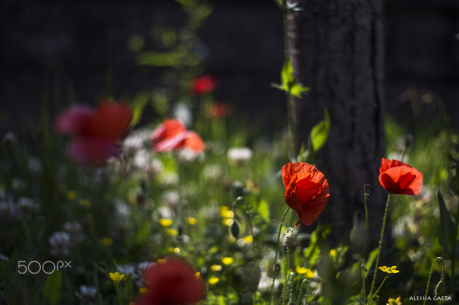 Canon EOS 700D (EOS Rebel T5i / EOS Kiss X7i) + Canon EF 50mm f/1.8 sample photo. Light on flowers photography
