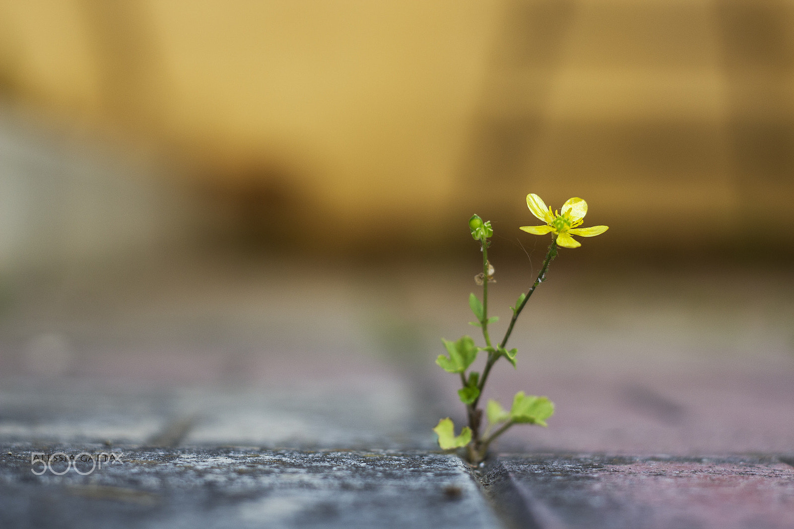 Canon EOS 700D (EOS Rebel T5i / EOS Kiss X7i) + Canon EF 50mm f/1.8 sample photo. Flower power photography