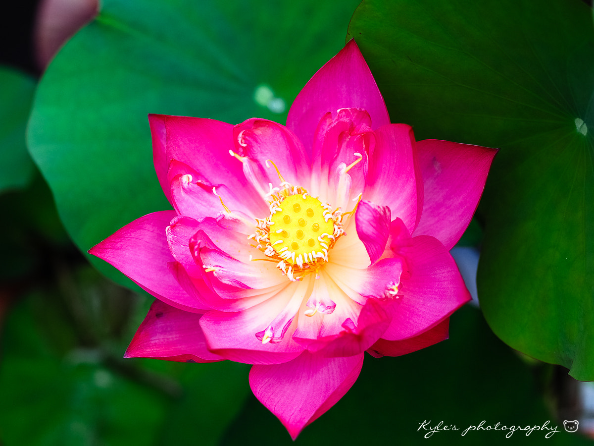 Olympus OM-D E-M1 + OLYMPUS 50mm Lens sample photo. Lotus photography