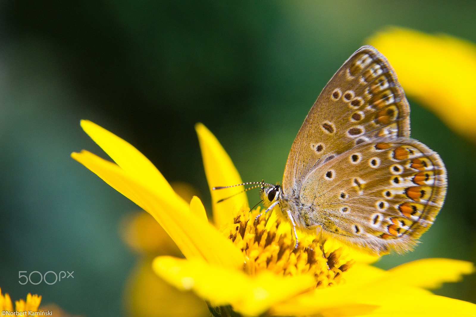 Sony Alpha DSLR-A450 + Sony DT 18-55mm F3.5-5.6 SAM sample photo. Butterfly photography