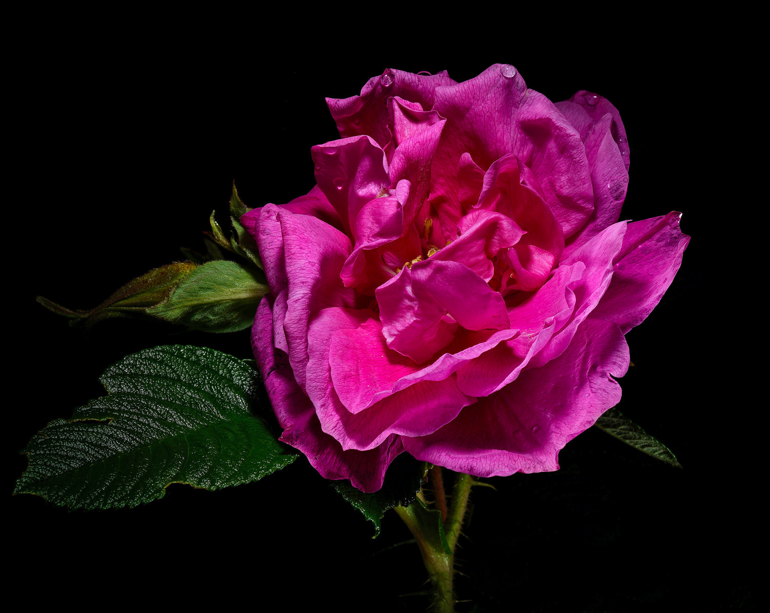 100mm F2.8 SSM sample photo. Old fashioned rose photography