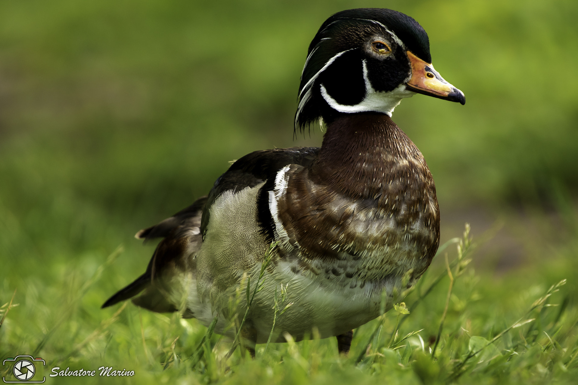 Canon EF 100-400mm F4.5-5.6L IS II USM sample photo. I watch you photography