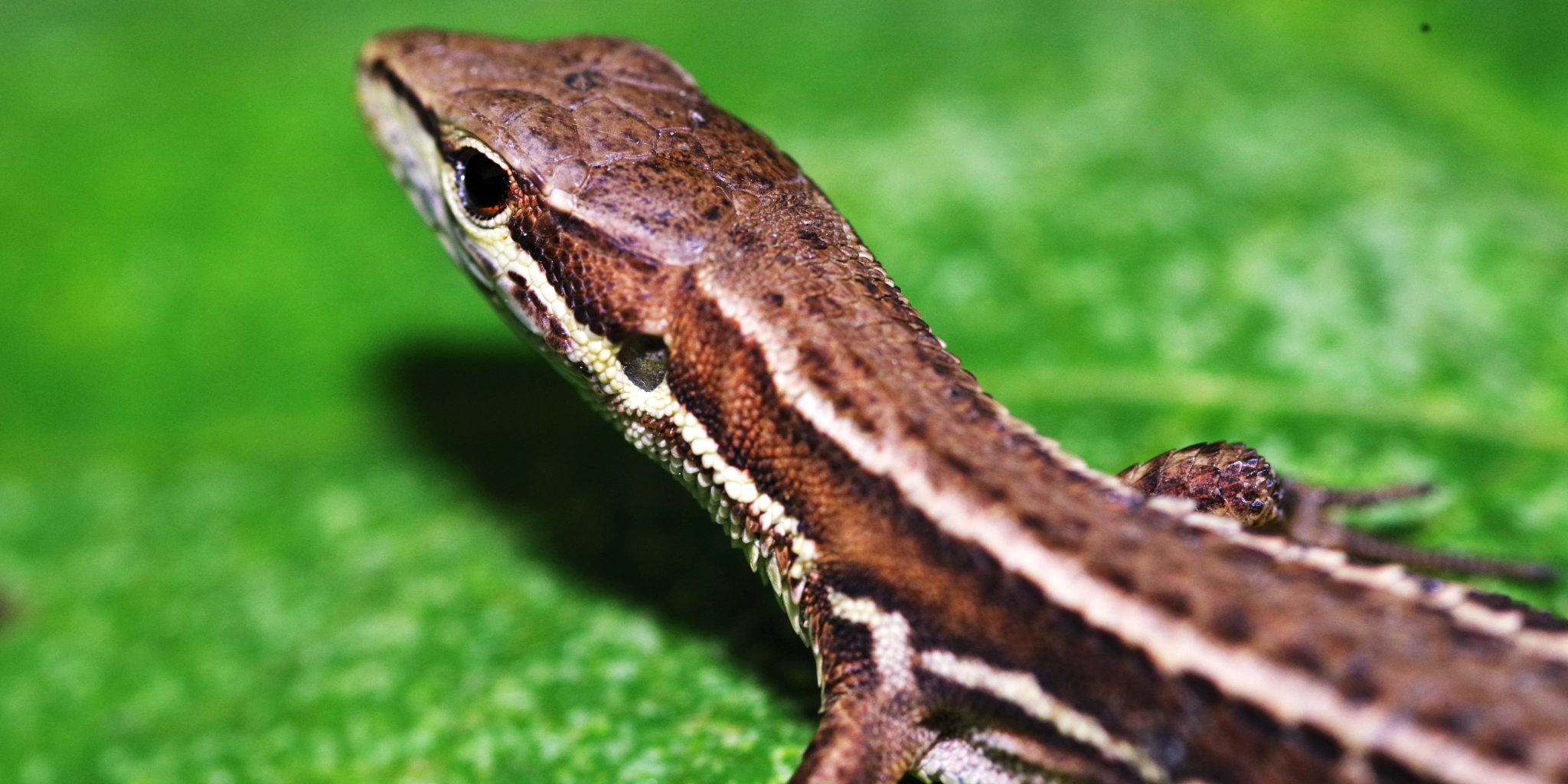 Pentax smc D-FA 100mm F2.8 Macro WR sample photo. Lizard photography