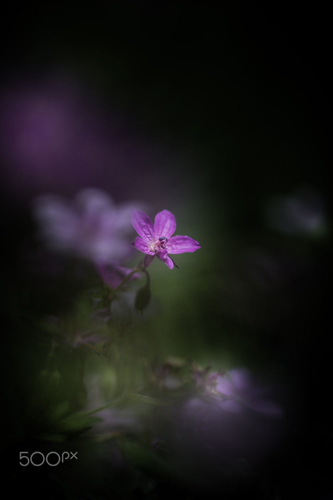 Sony a99 II + Sony 100mm F2.8 Macro sample photo. Think of you photography