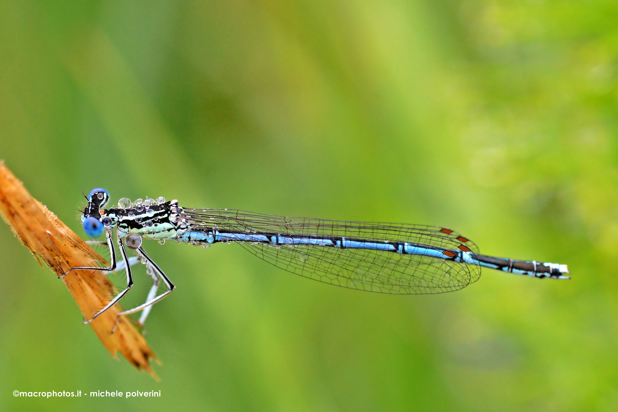 Nikon D3100 sample photo. Coenagrion mercuriale giu photography