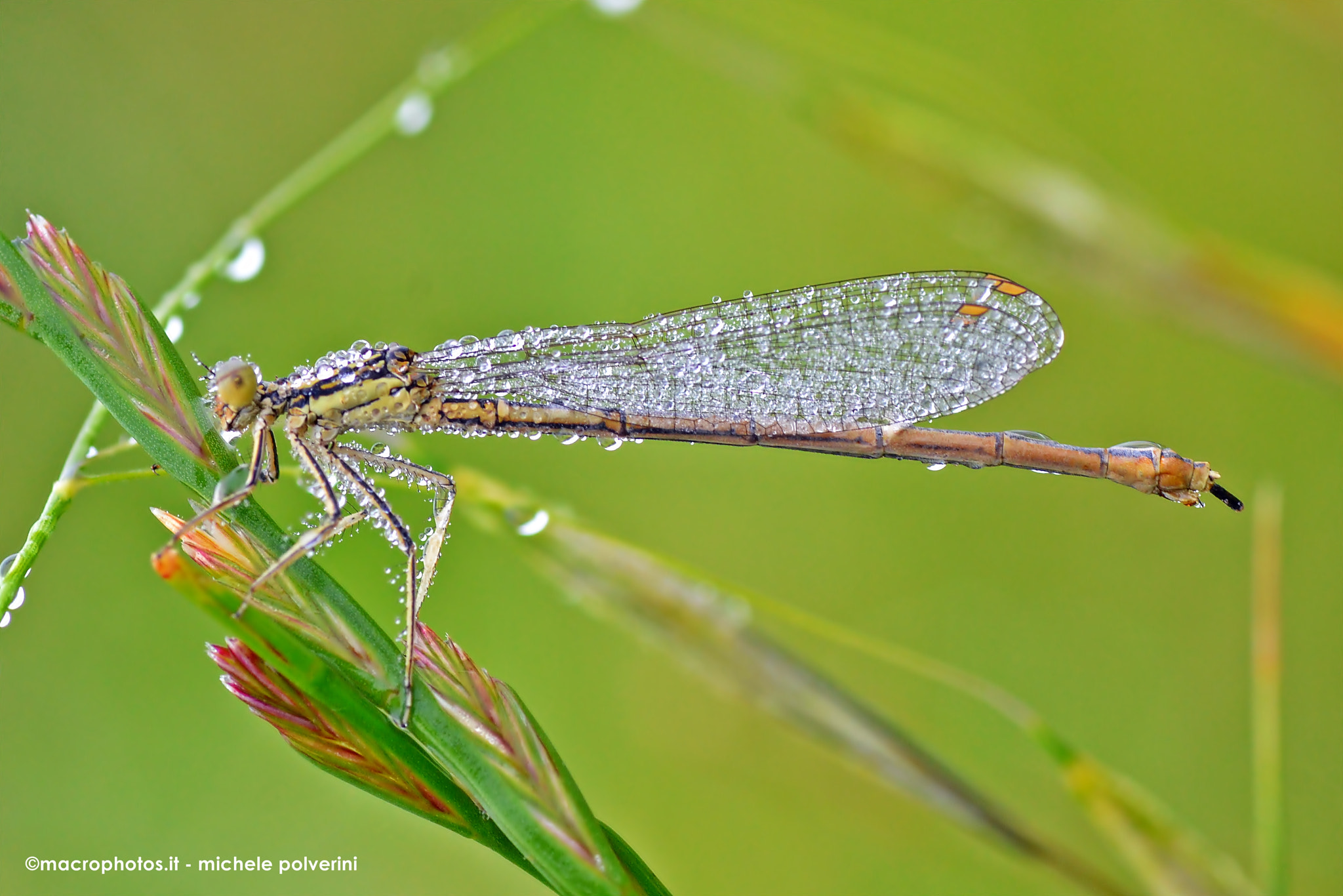Nikon D3100 sample photo. Platycnemis pennipes giu photography