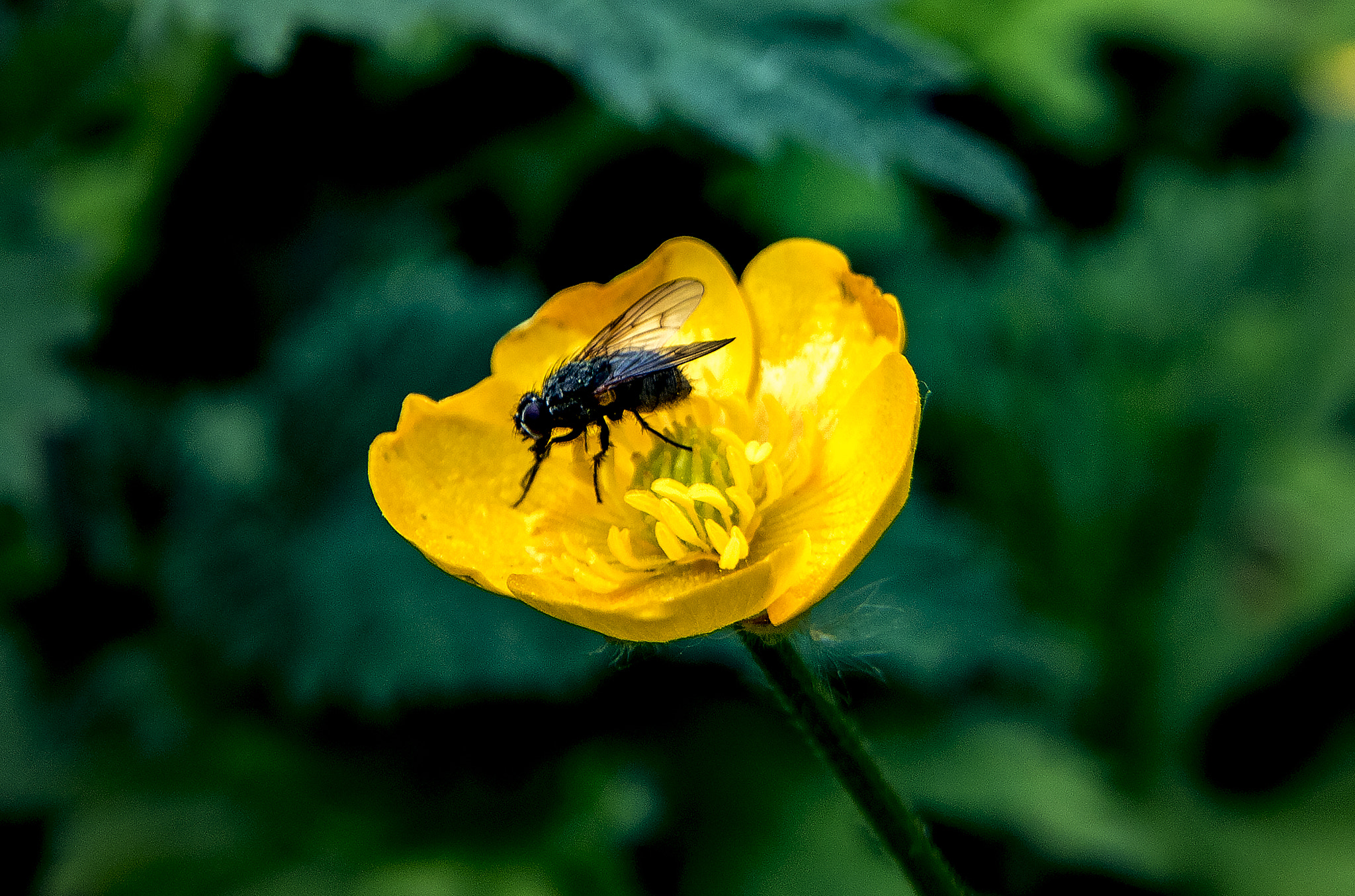 Canon EF-S 10-18mm F4.5–5.6 IS STM sample photo. Fly on a buttercup photography