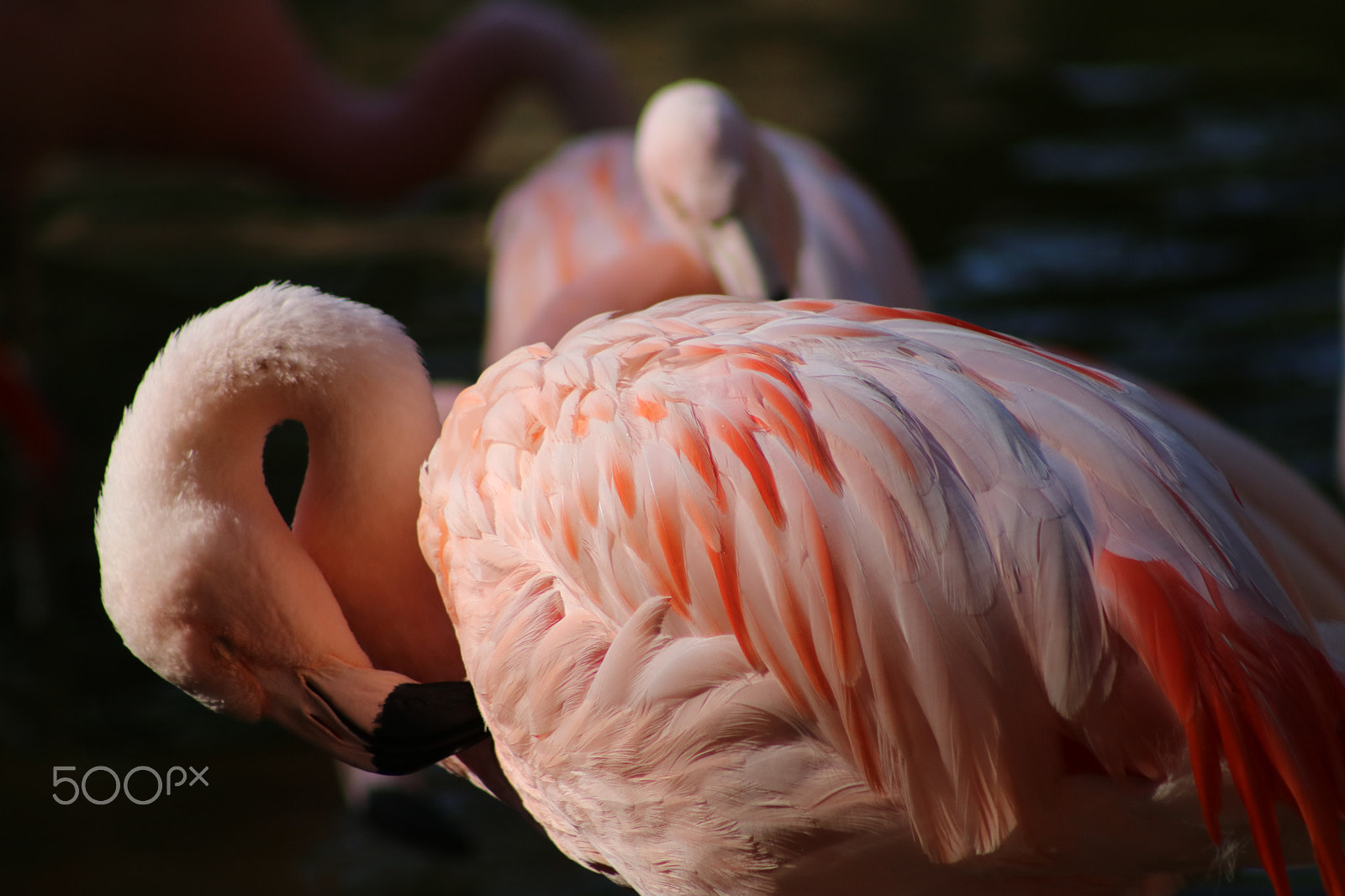 Canon EF 75-300mm f/4-5.6 USM sample photo. Famingos 7458 photography