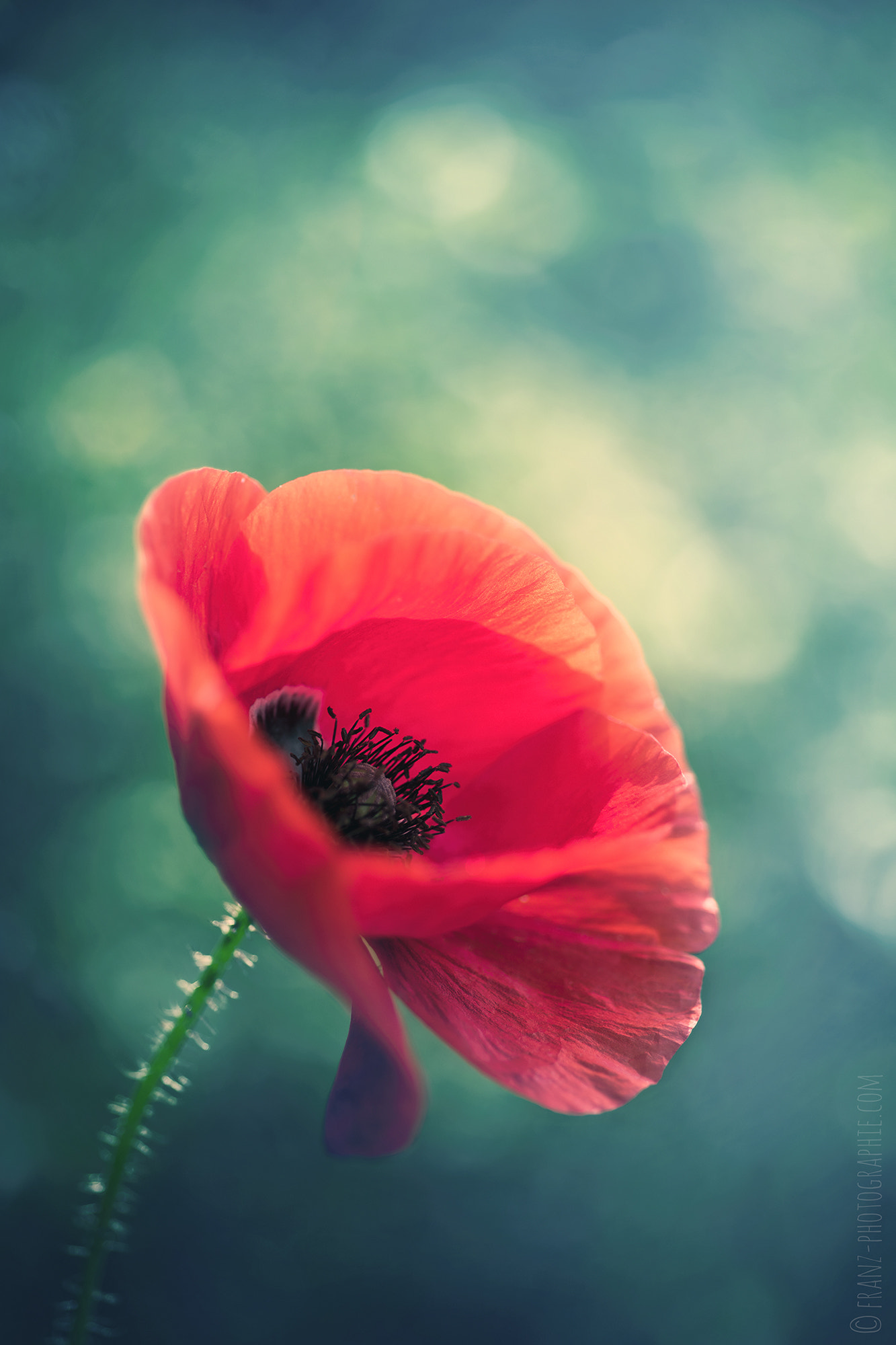 Nikon D810 + AF Micro-Nikkor 60mm f/2.8 sample photo. Coquelicot photography