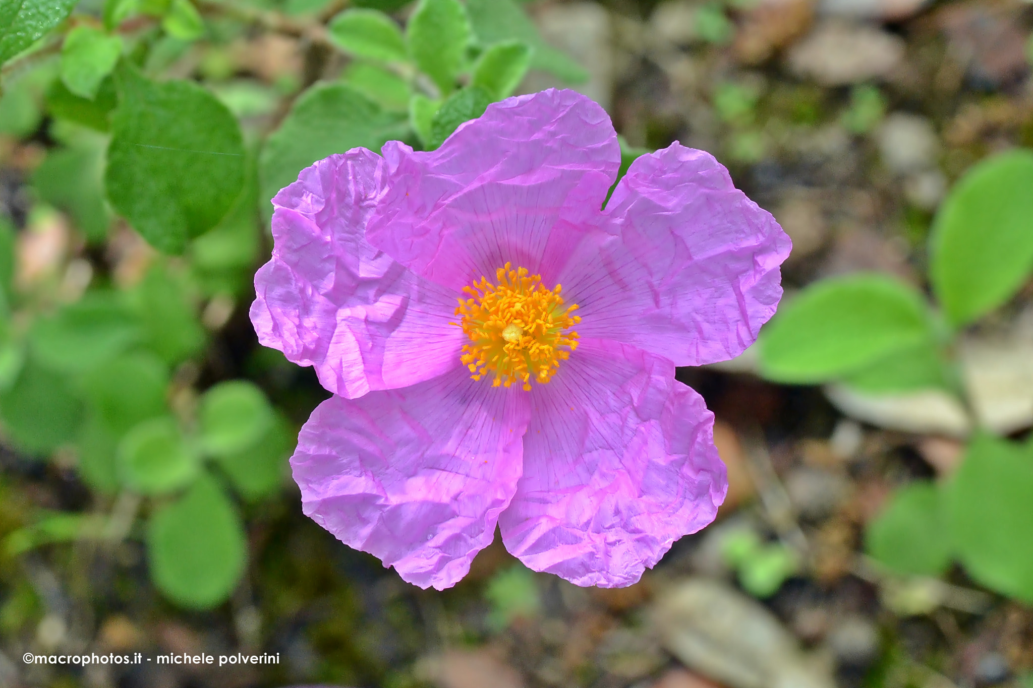 Nikon D3100 sample photo. Cistus creticus giu photography