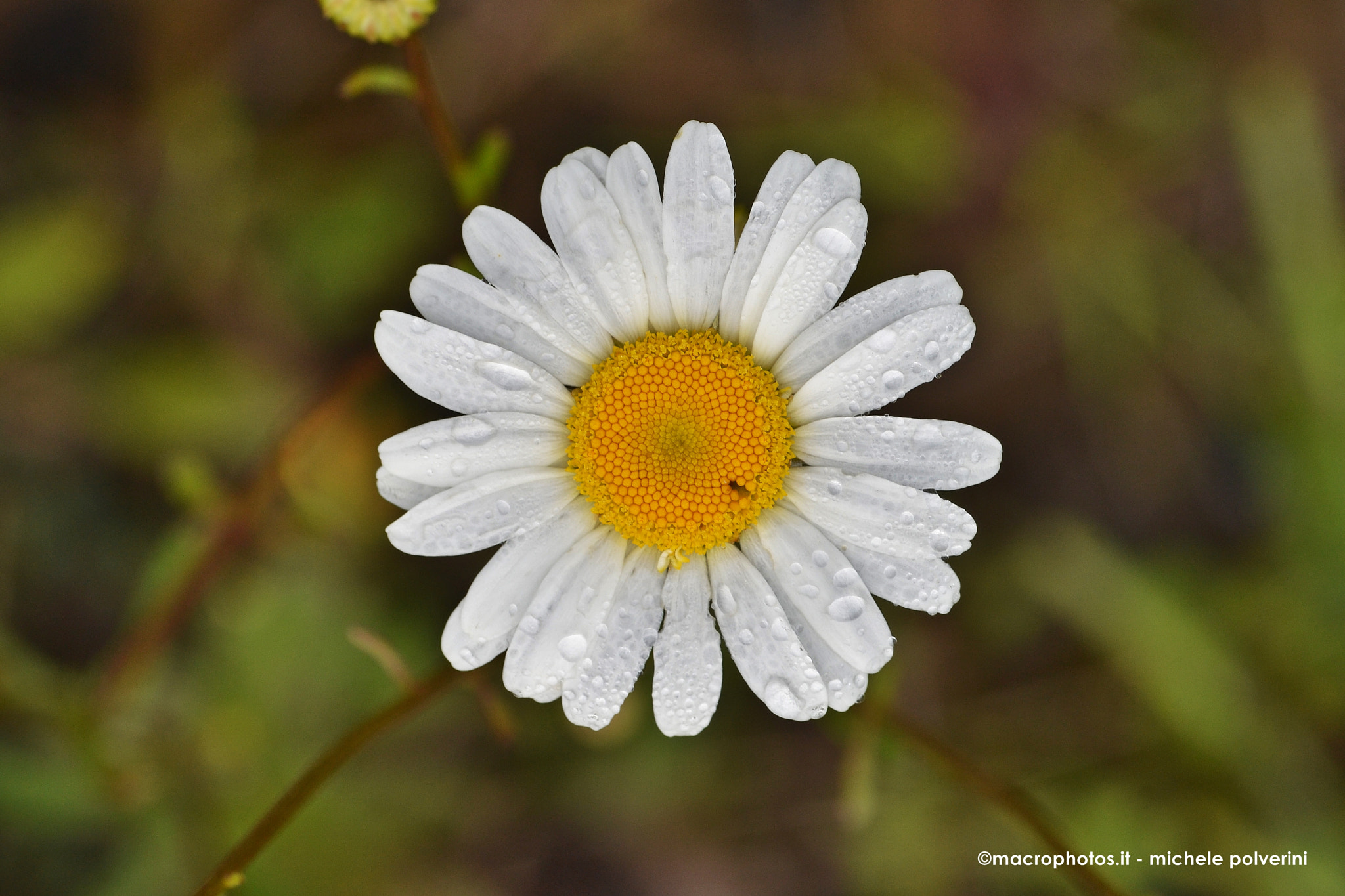 Nikon D3100 sample photo. Margherita giu photography