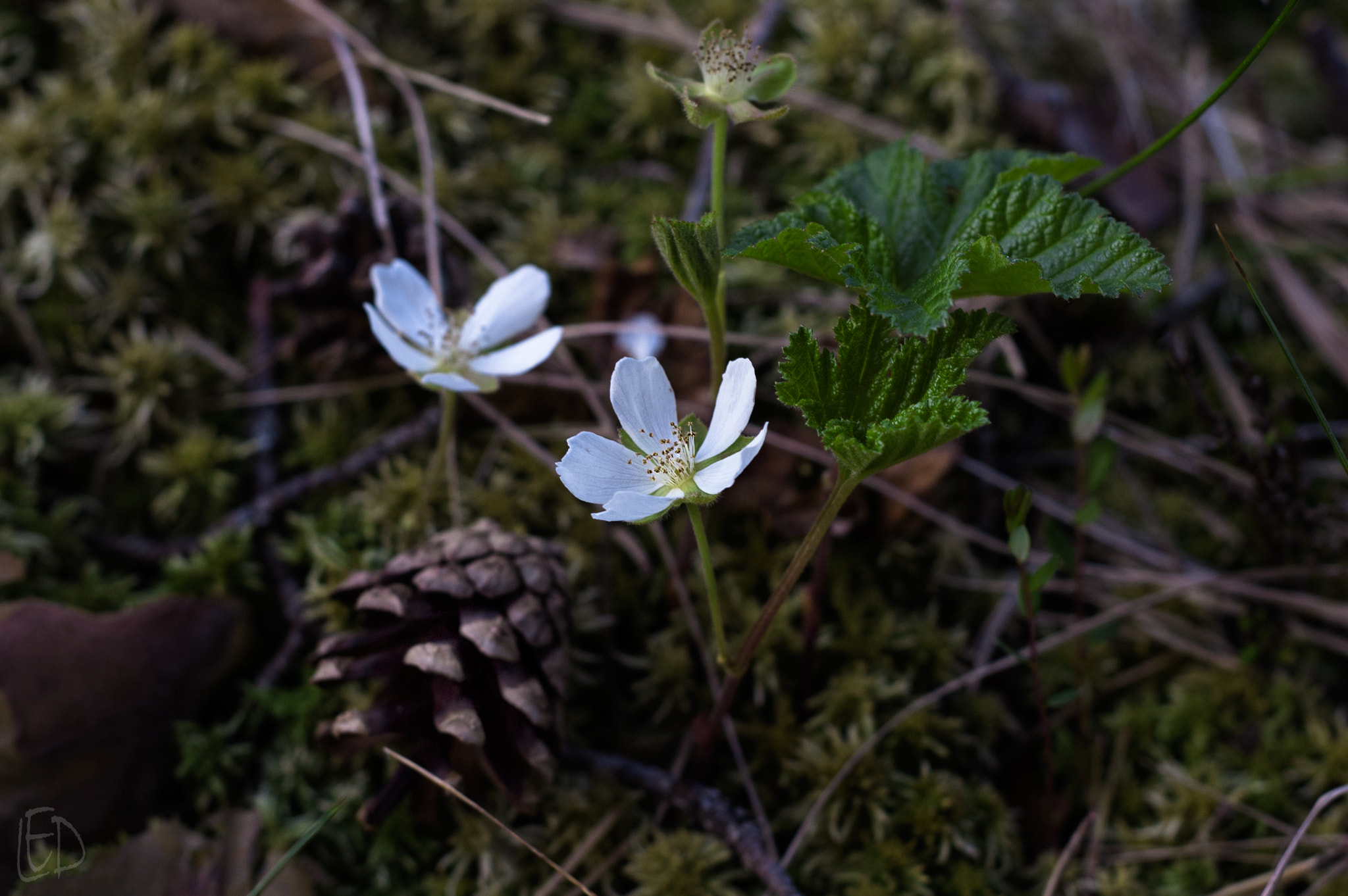 Nikon D70s + Nikon AF Nikkor 50mm F1.8D sample photo. Cloudberry on the bog photography