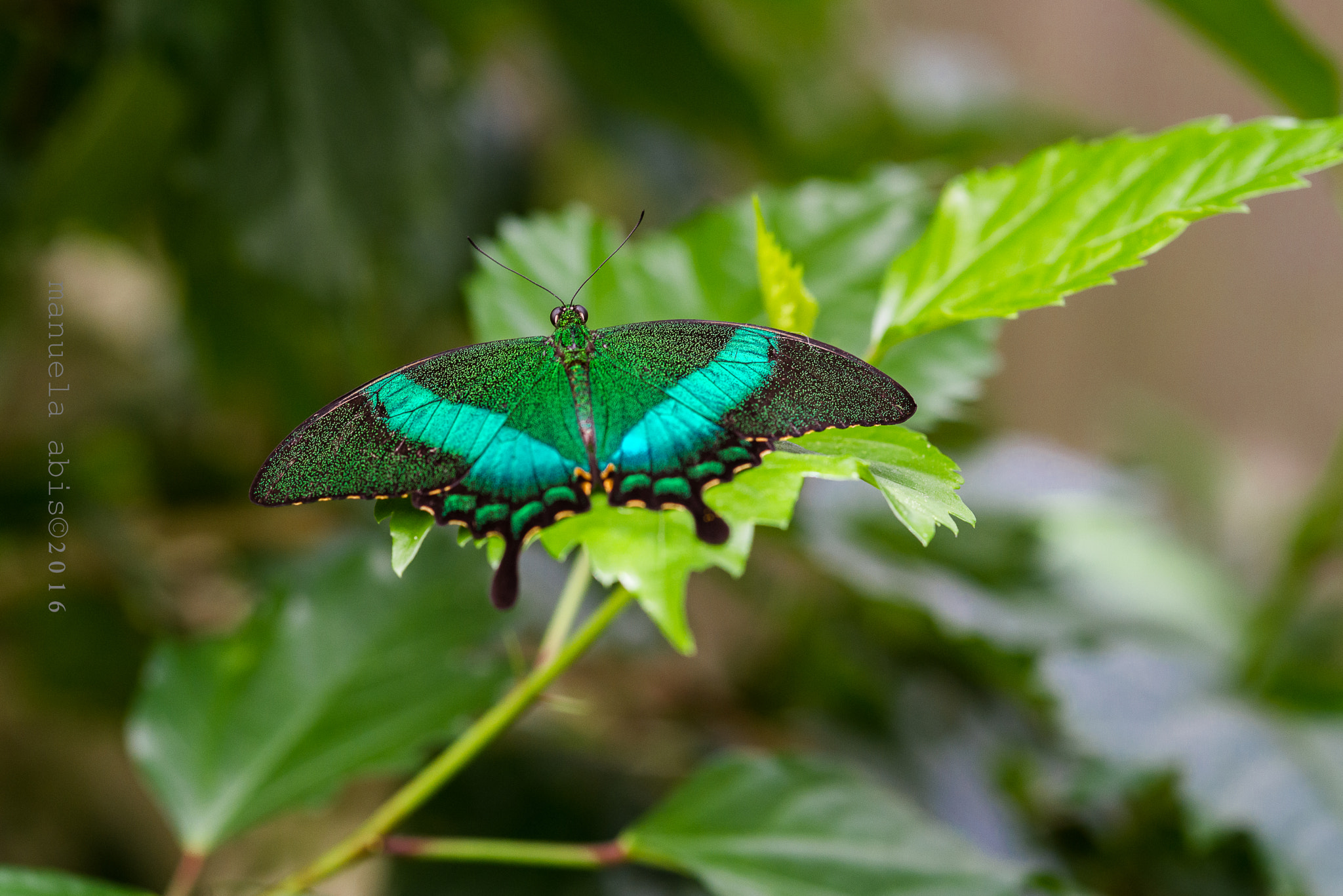 Nikon D600 + Sigma 105mm F2.8 EX DG Macro sample photo. Butterfly photography