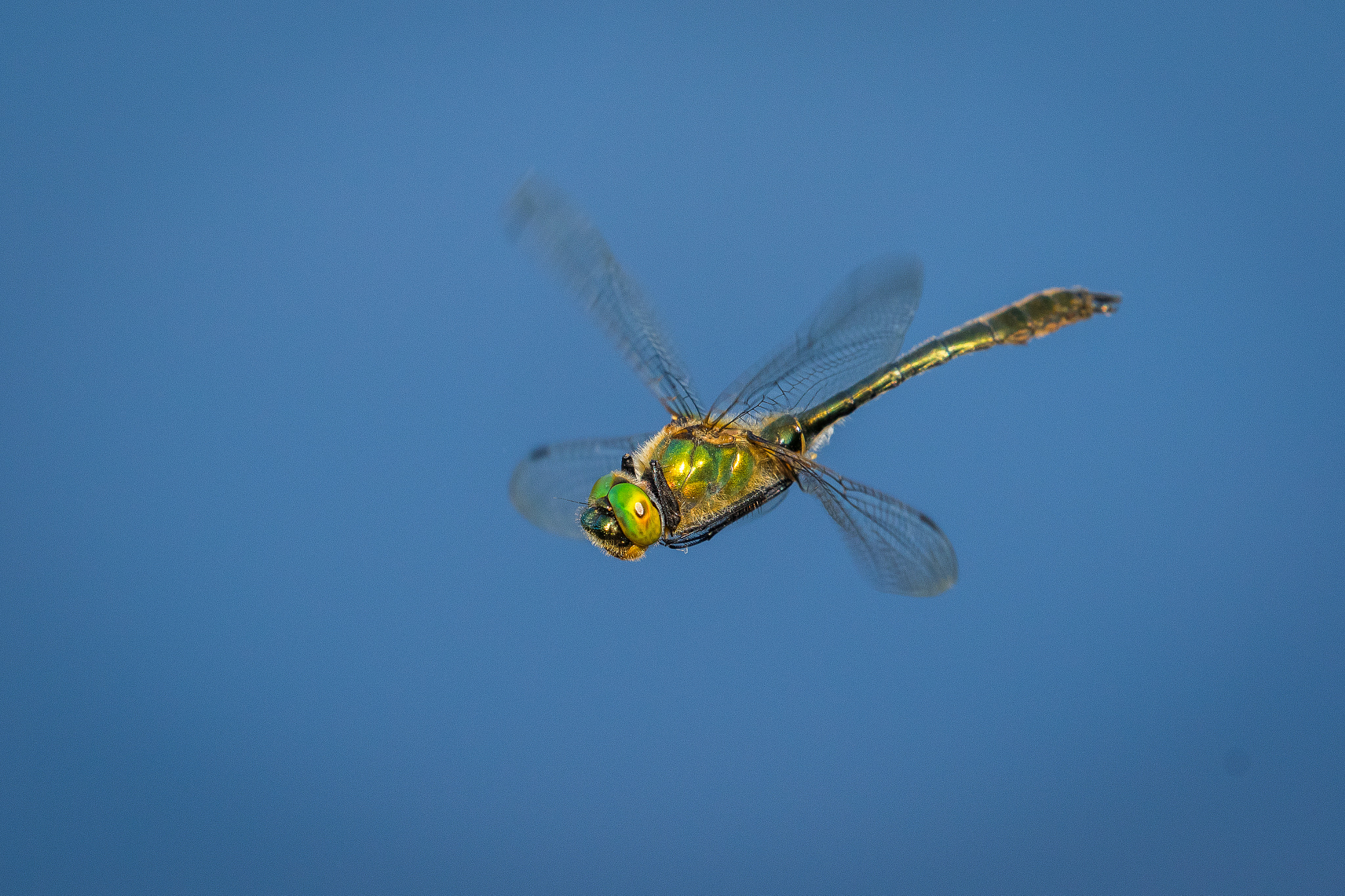 Canon EF 100-400mm F4.5-5.6L IS II USM sample photo. Downy emerald in flight photography