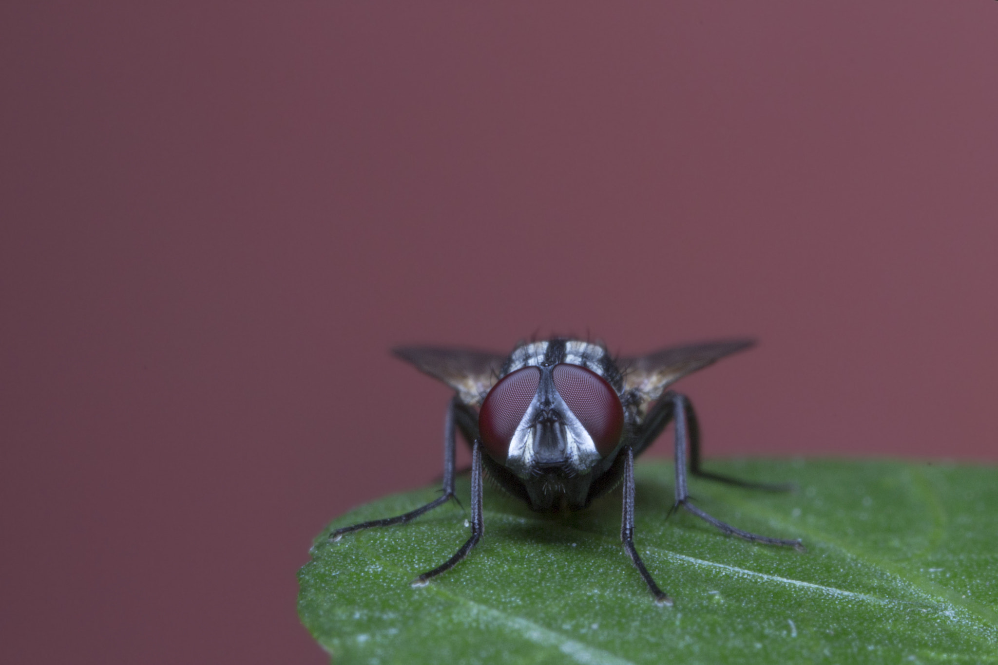 Canon MP-E 65mm F2.5 1-5x Macro Photo sample photo. Fly photography