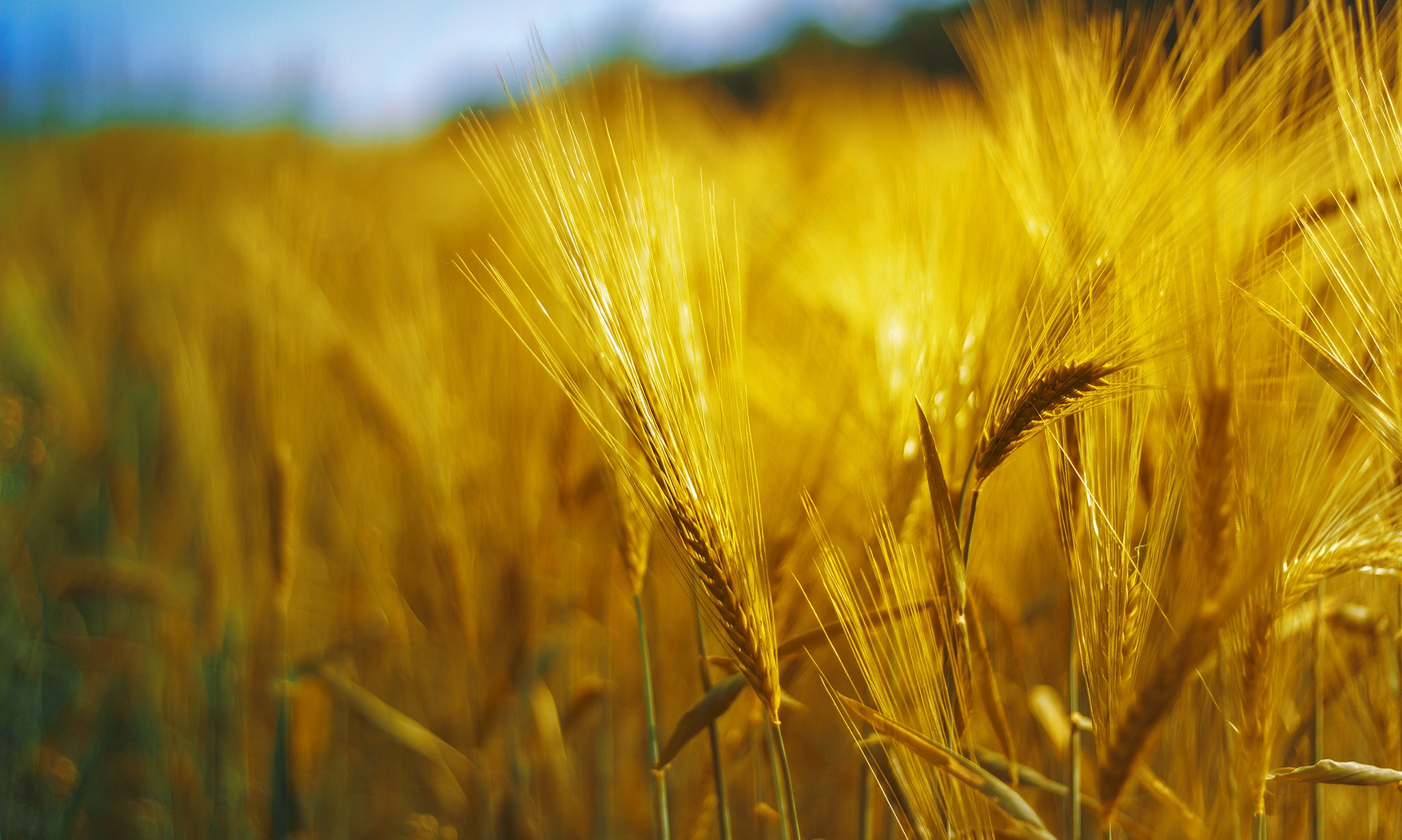 Golden field