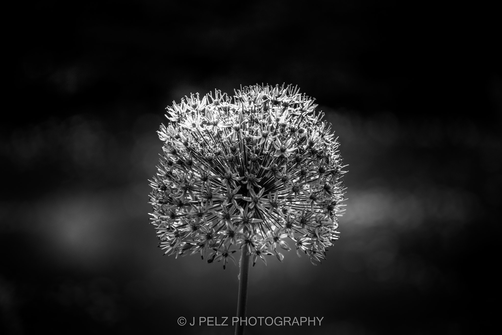 Canon EF 100mm F2.8 Macro USM sample photo. Flower b&w power photography