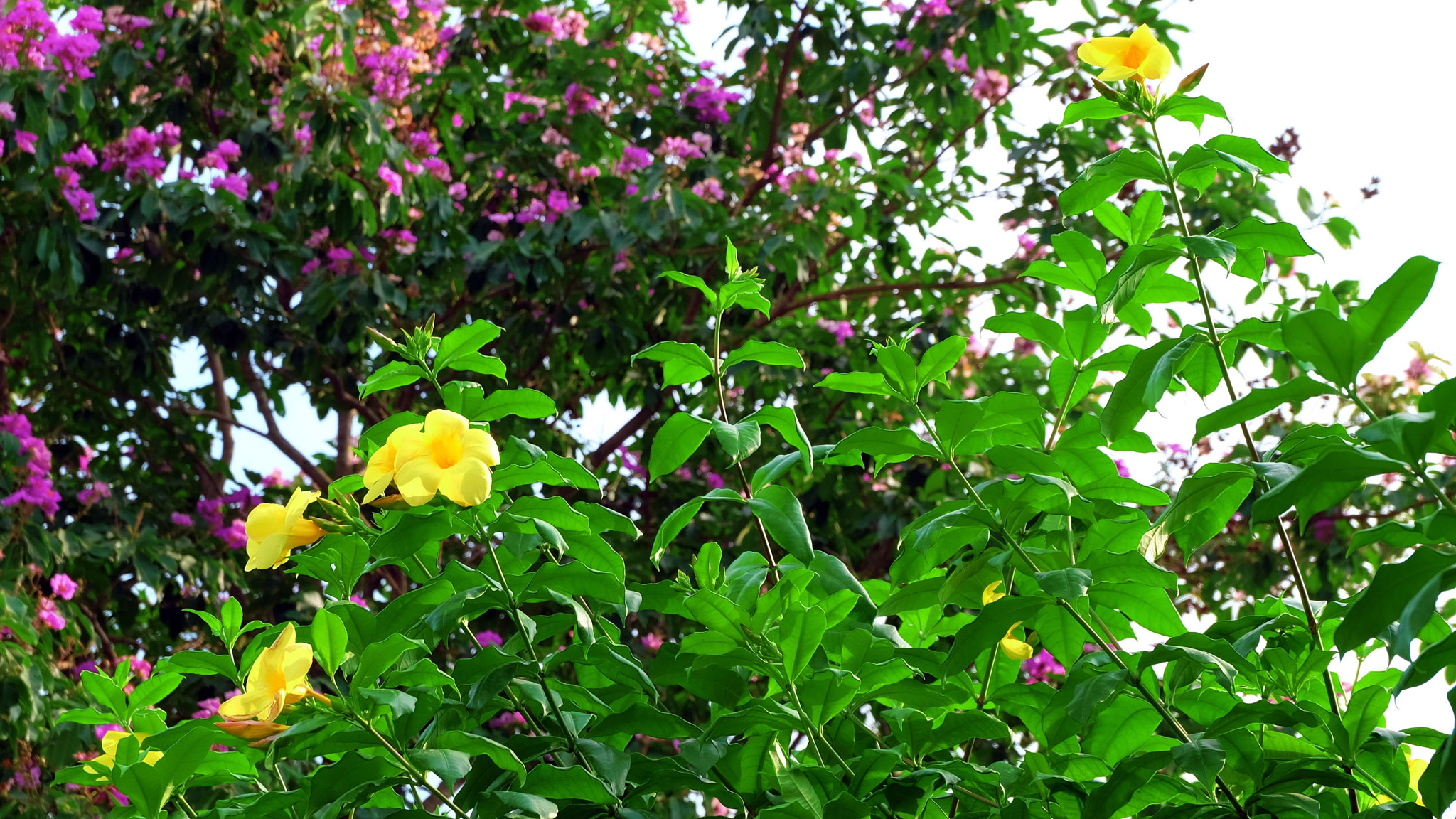 Fujifilm XC 16-50mm F3.5-5.6 OIS II sample photo. Yellow hibiscus photography