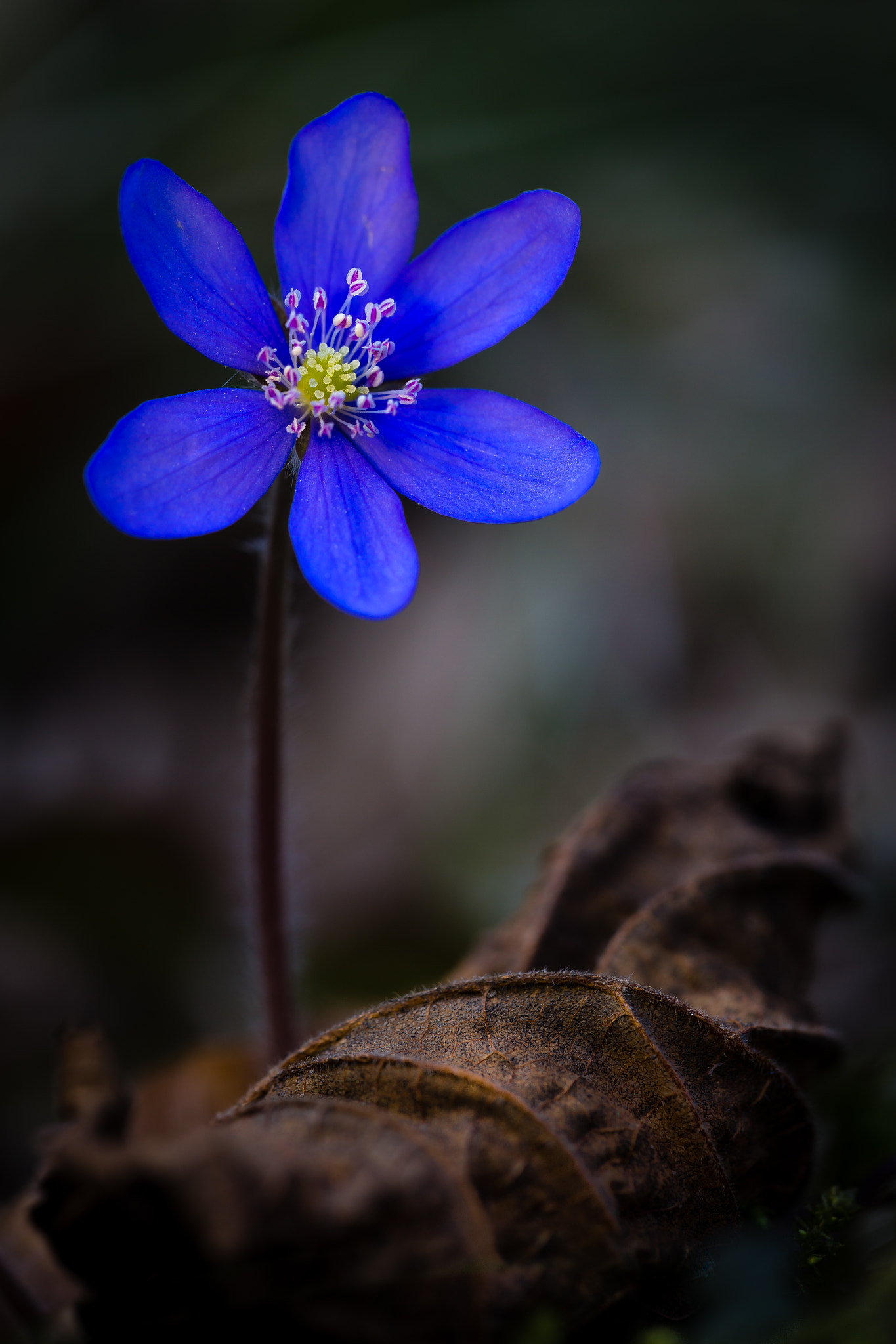 Sigma APO Macro 150mm f/2.8 EX DG HSM sample photo. No chance for them without a shady, cooling forest... photography
