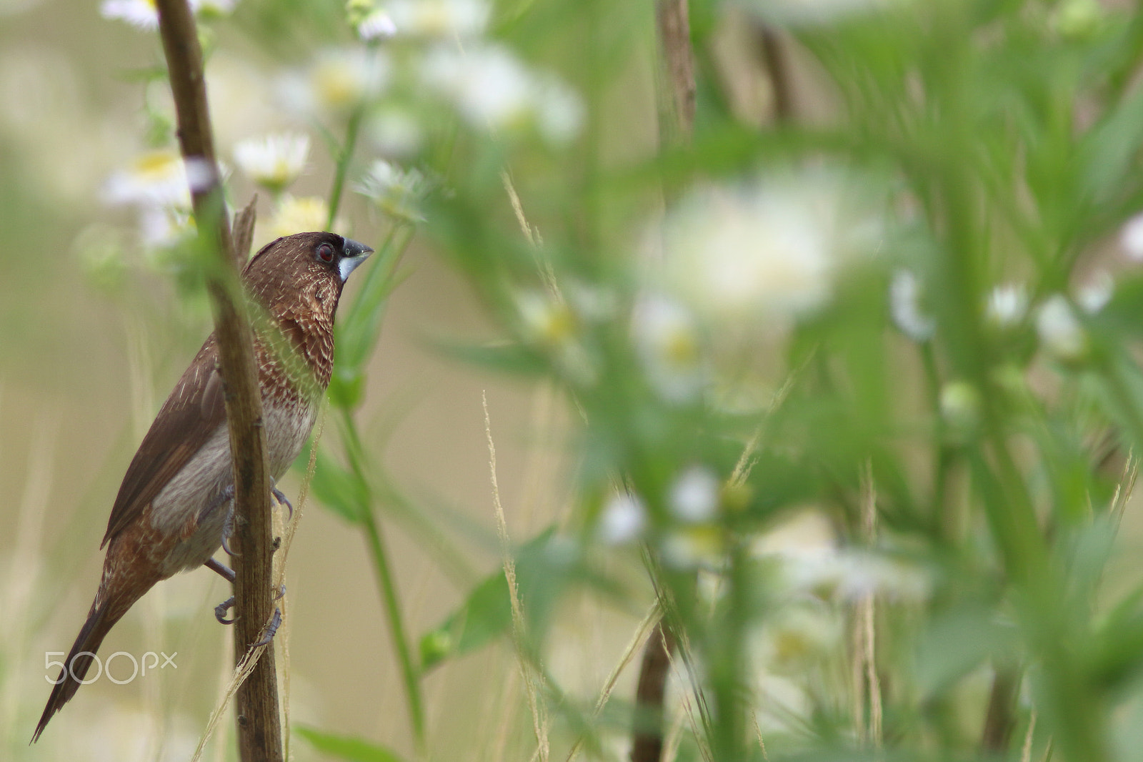 Canon EF 300mm F4L IS USM sample photo. 046a8259.jpg photography